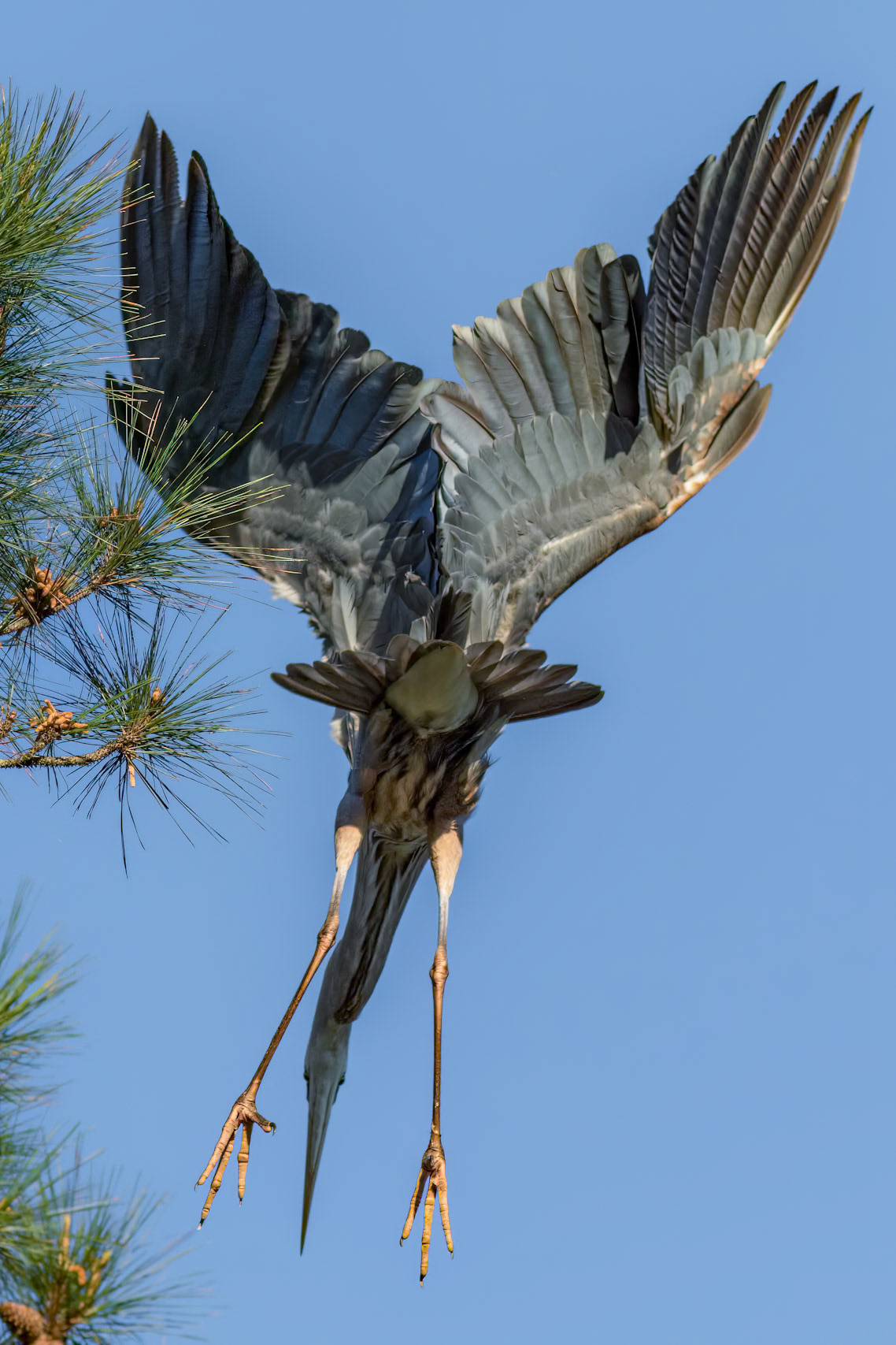 Rookery 56, Sea Trail