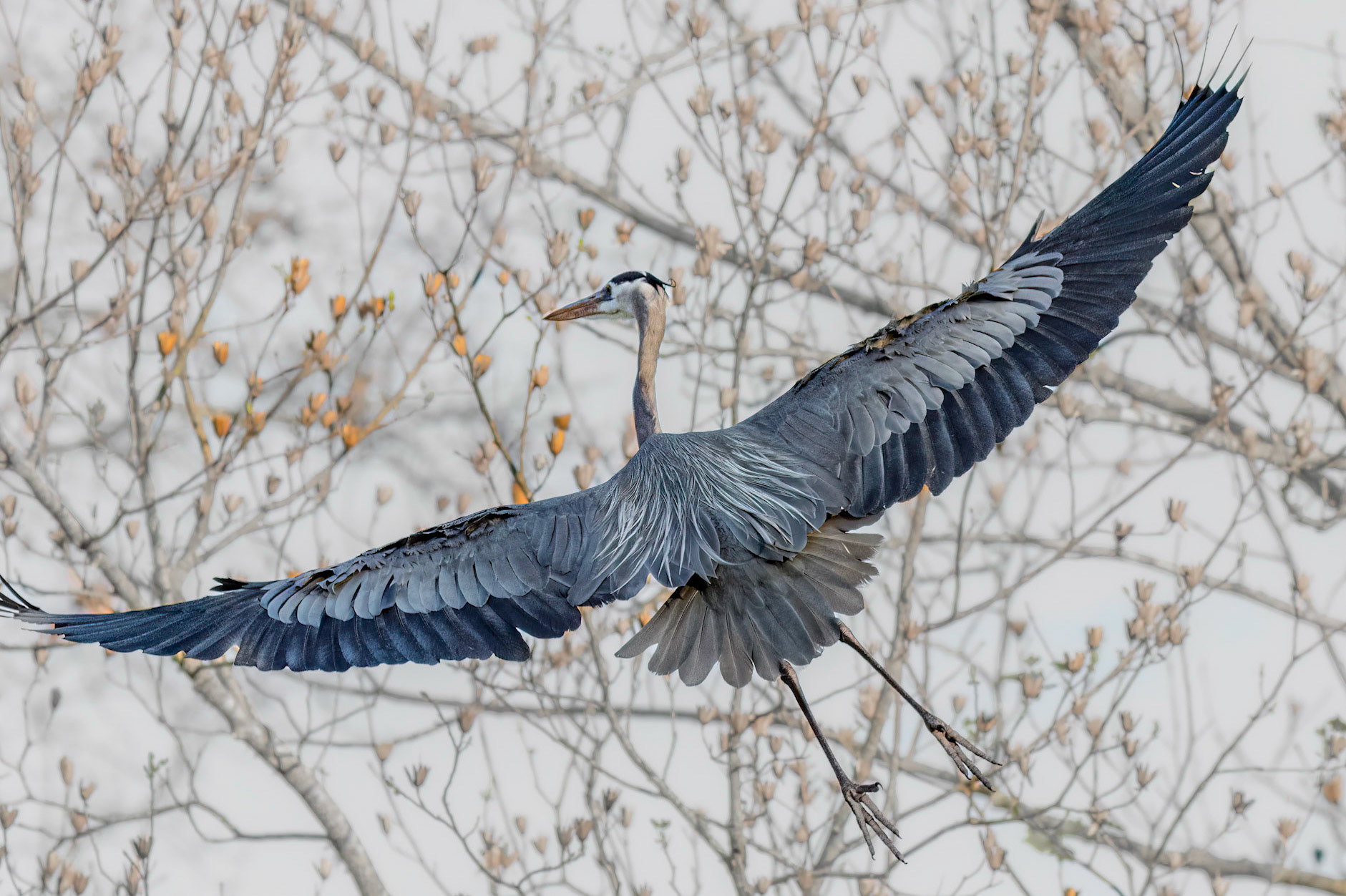 Rookery 34, Sea Trail