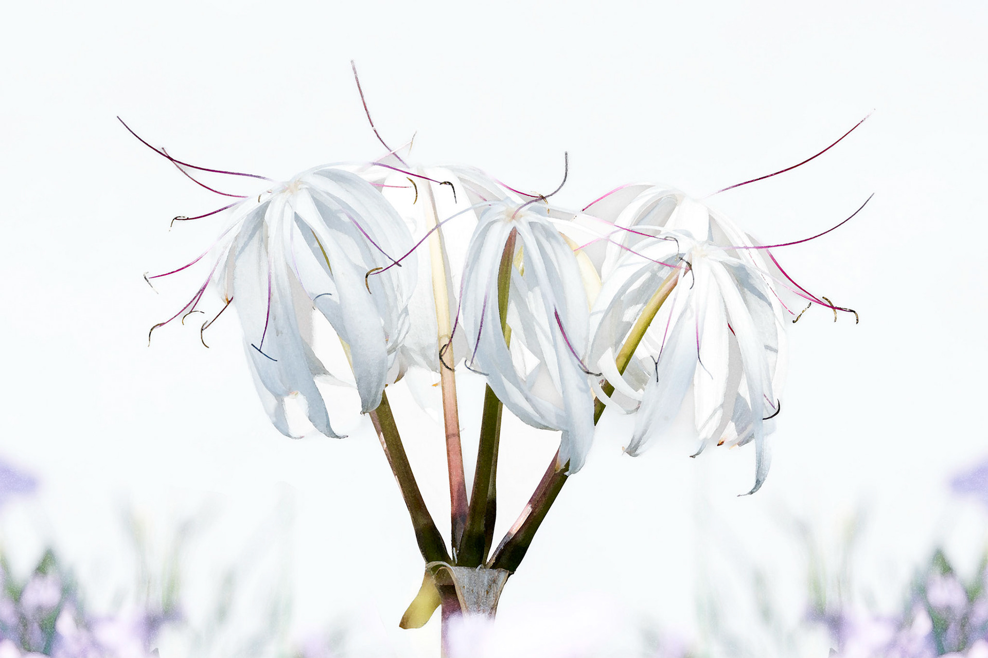 Lily 13, Brunswick County Botanical Gardens