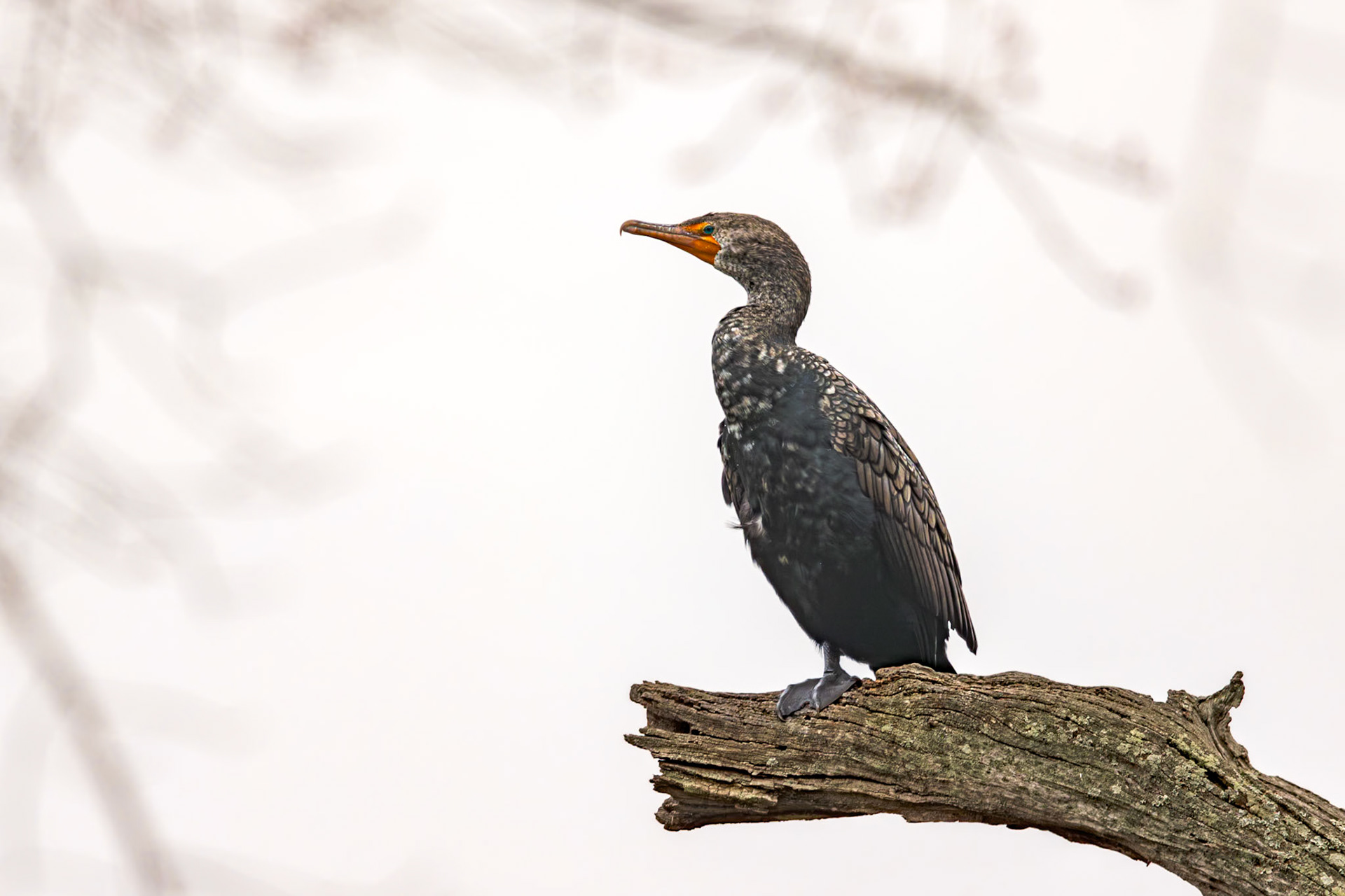 Cormorant 11, Magnolia Cemetery