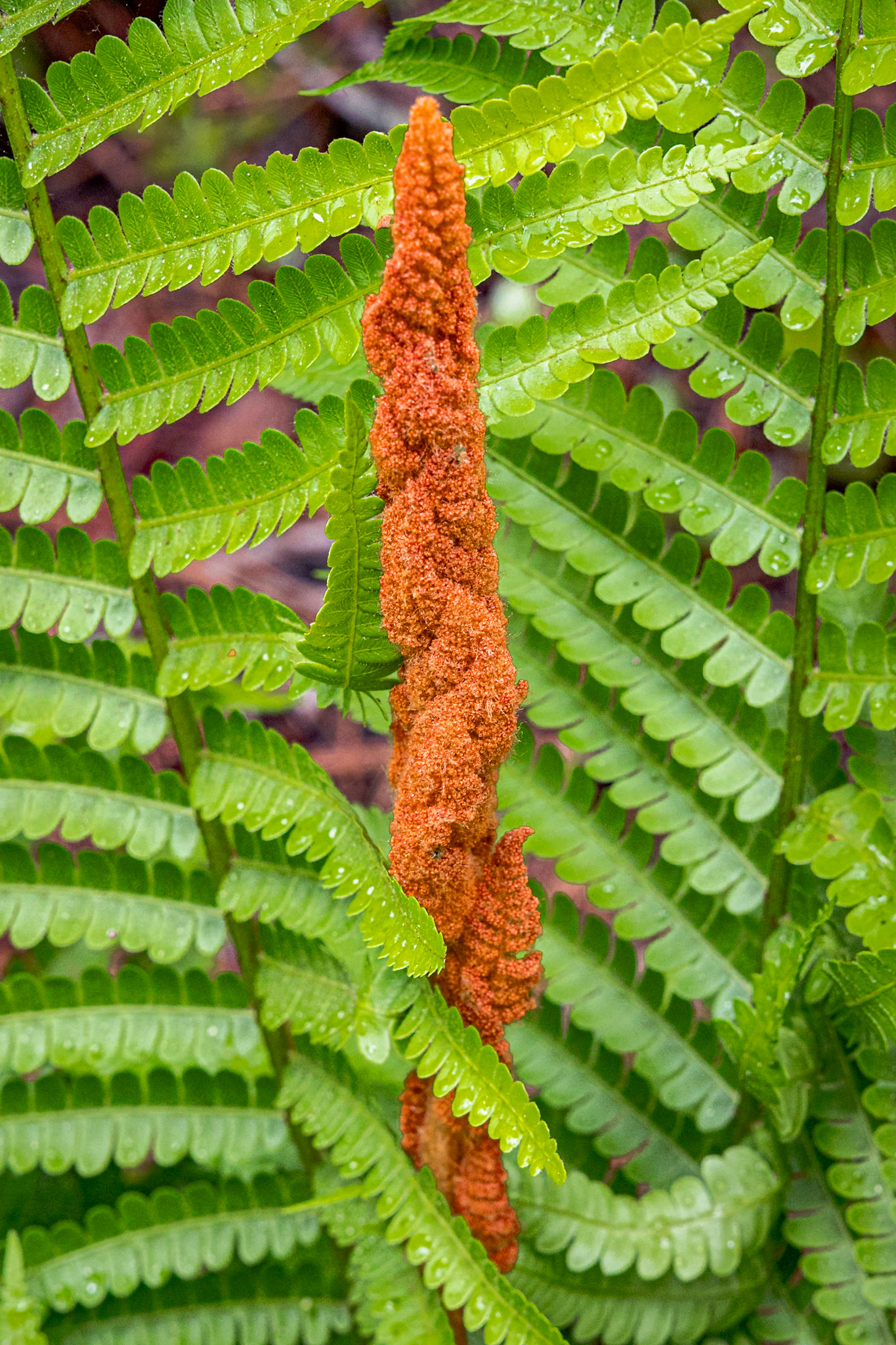 Cinnamon fern 9, Green Swamp Preserve