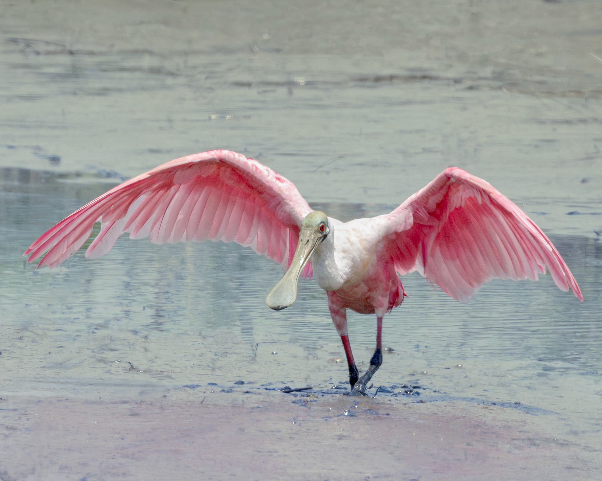 Roseate spoonbill 4, Huntington Beach State Park, SC