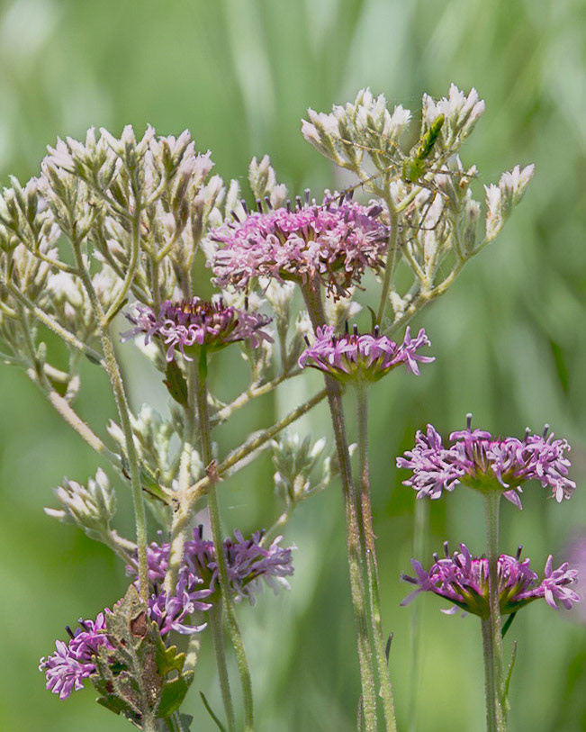 Lesser Green Lynx Spider on loose strife with Barbara's buttons 2. Green Swamp Area