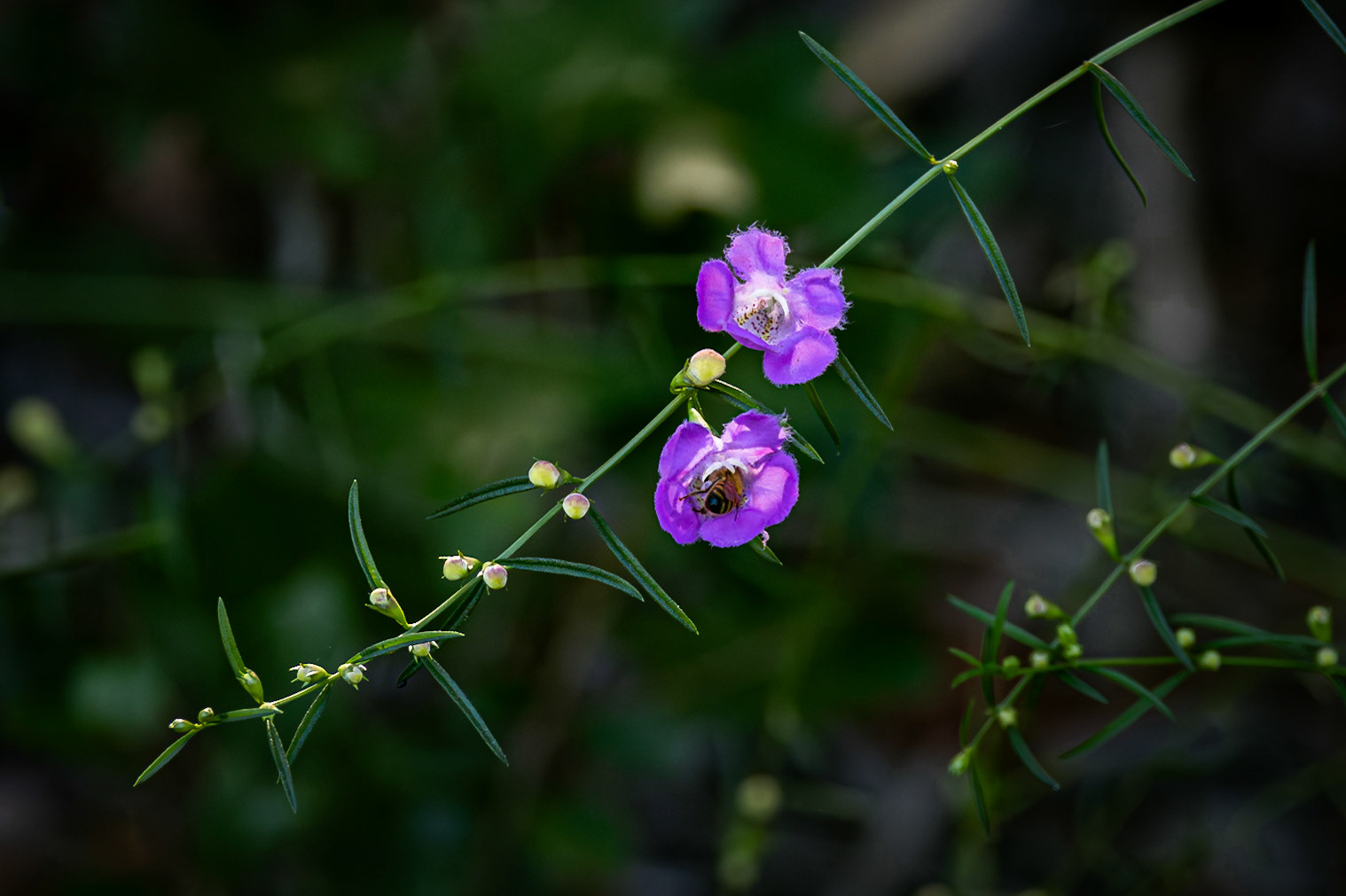 Flase foxglove 7, Greater Green Swamp Area