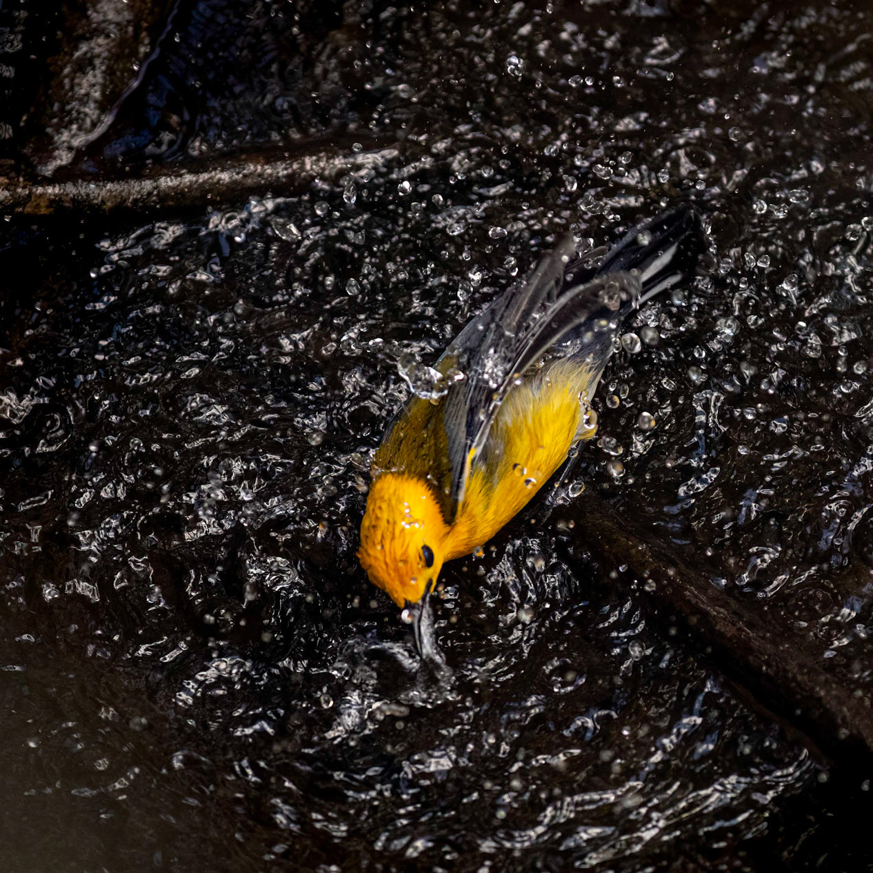 Prothonotary warbler 2, Beidler Audubon Forest