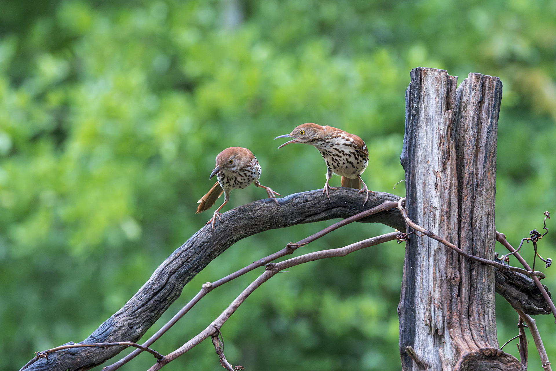 Brown Thrasher 7, The Nut House, Clemson, SC