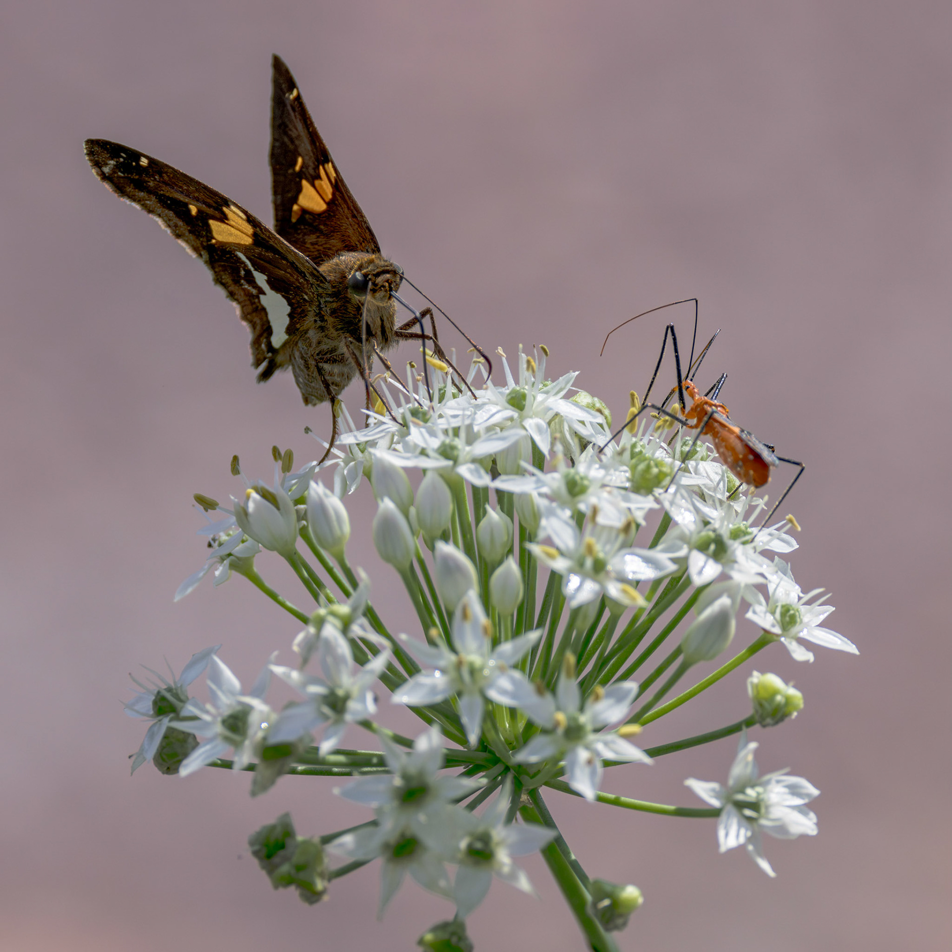 Silver spotted skipper and assassin bug on garlic 4, Brunswick County Botanical Gardens