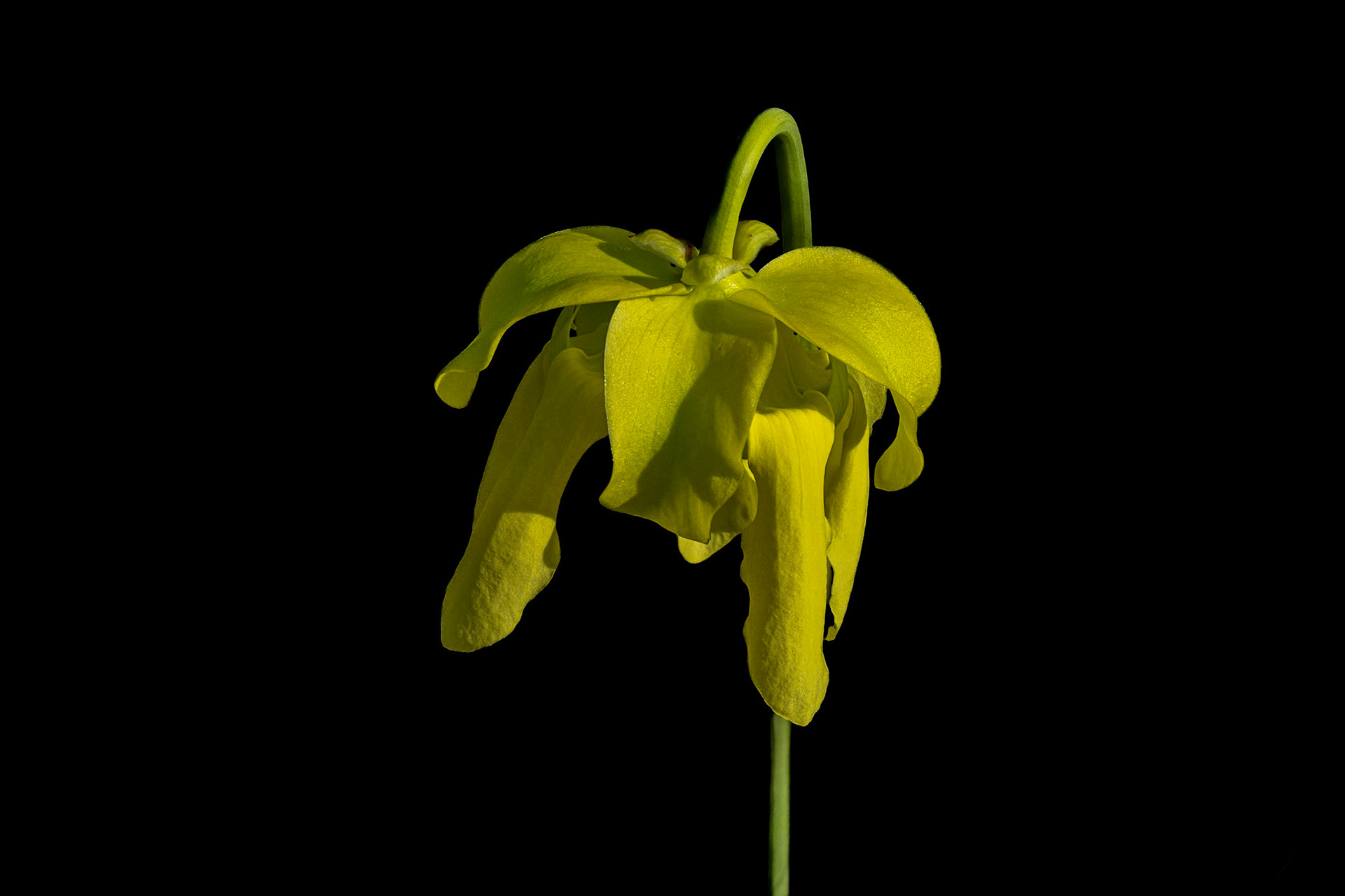 Pitcher plant bloom 16, Green Swamp Preserve
