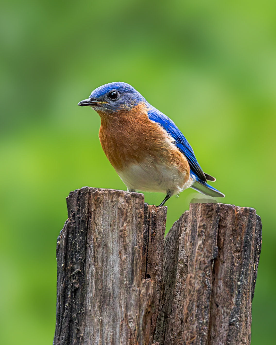 Eastern bluebird 64, The Nut House, Clemson, SC