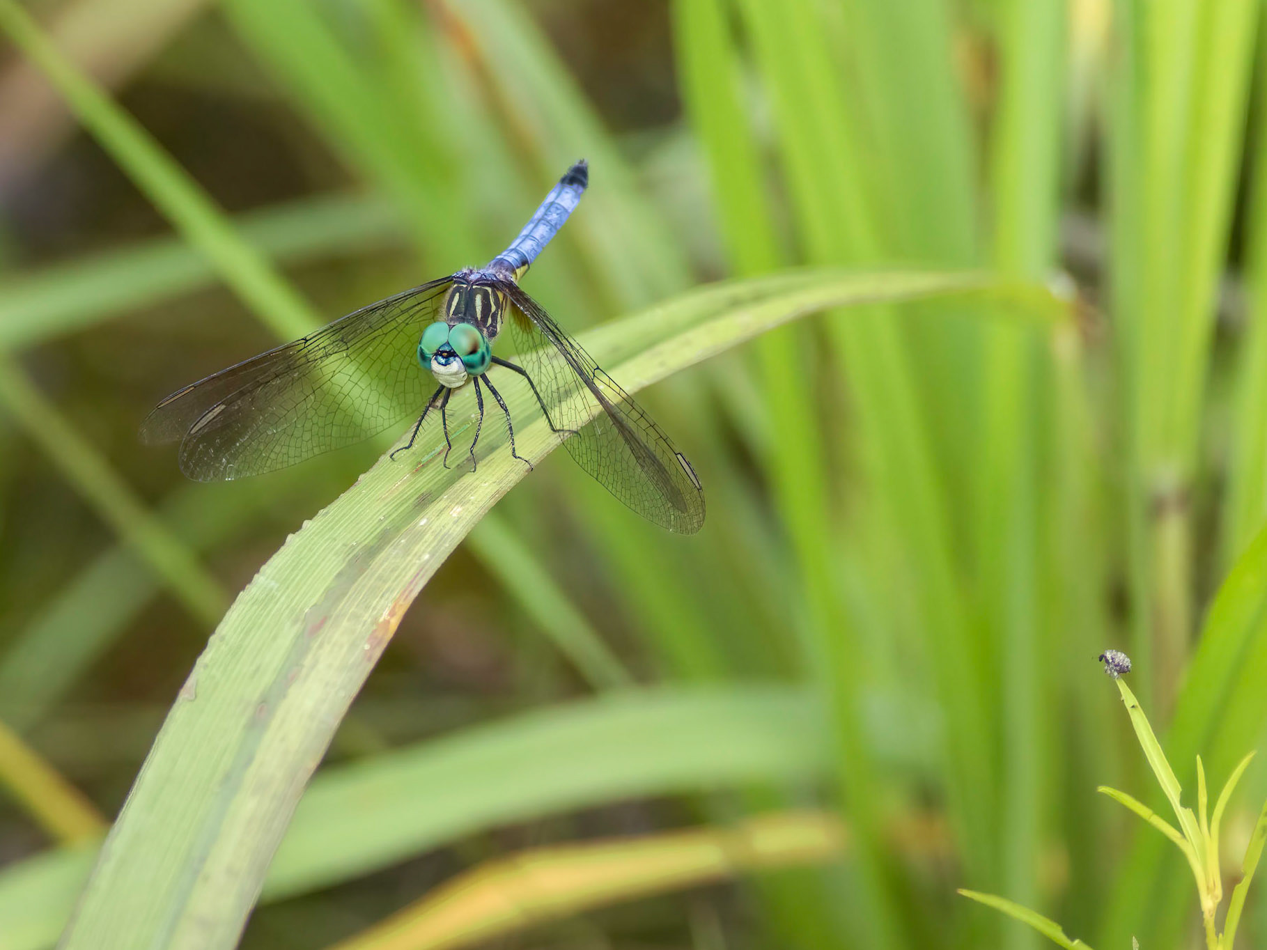 Blue dasher 3, Green Swamp Preserve area, The Nature Conservancy 2022 Semifinalist