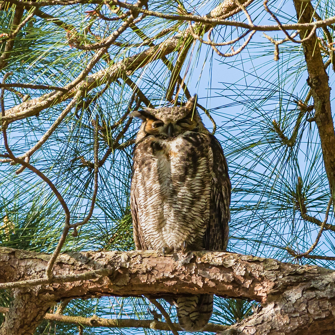 Great Horned Owl 2, Sea Trail