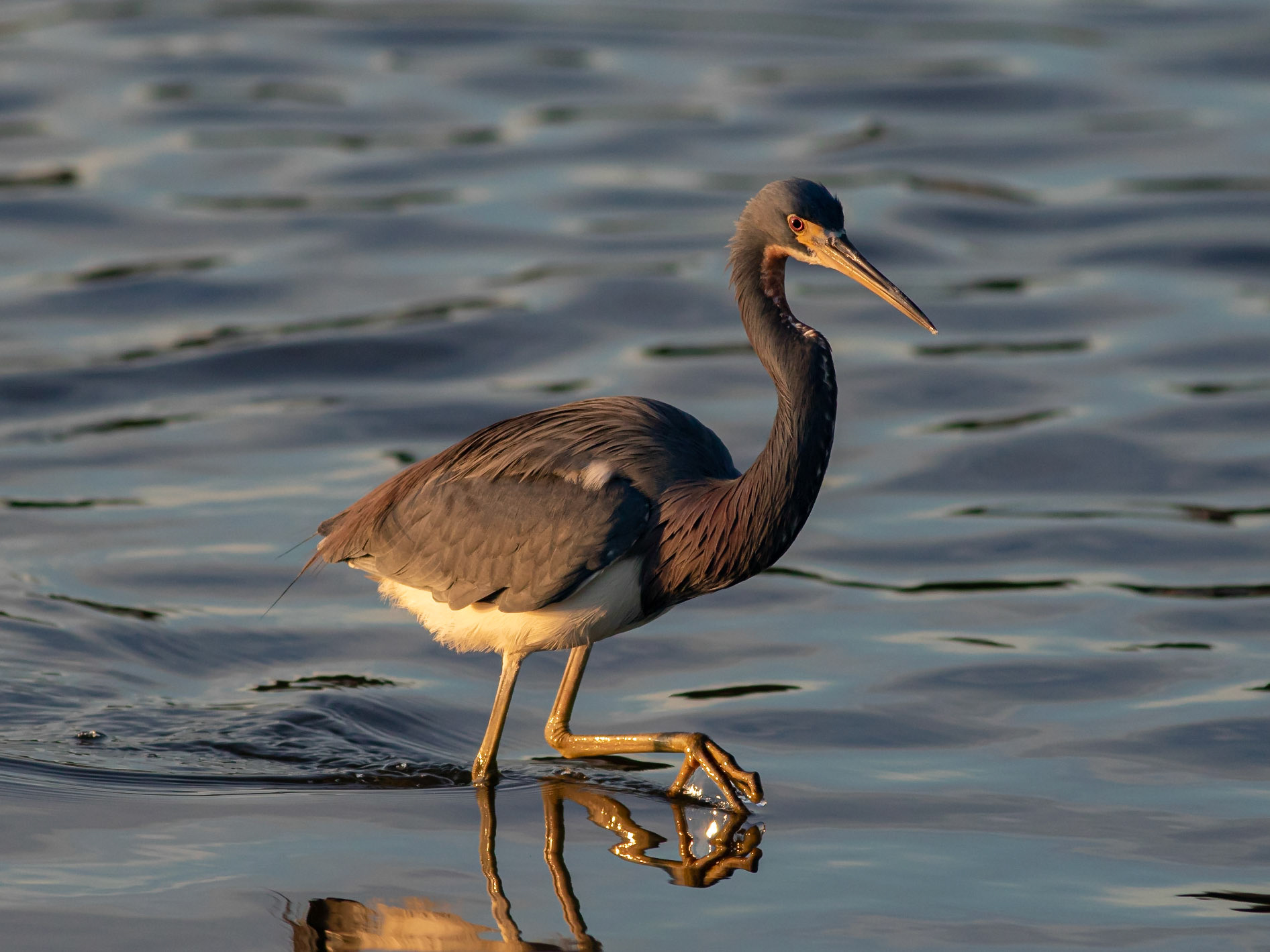 Tricolor Heron 12, OIB Ferry Landing Park
