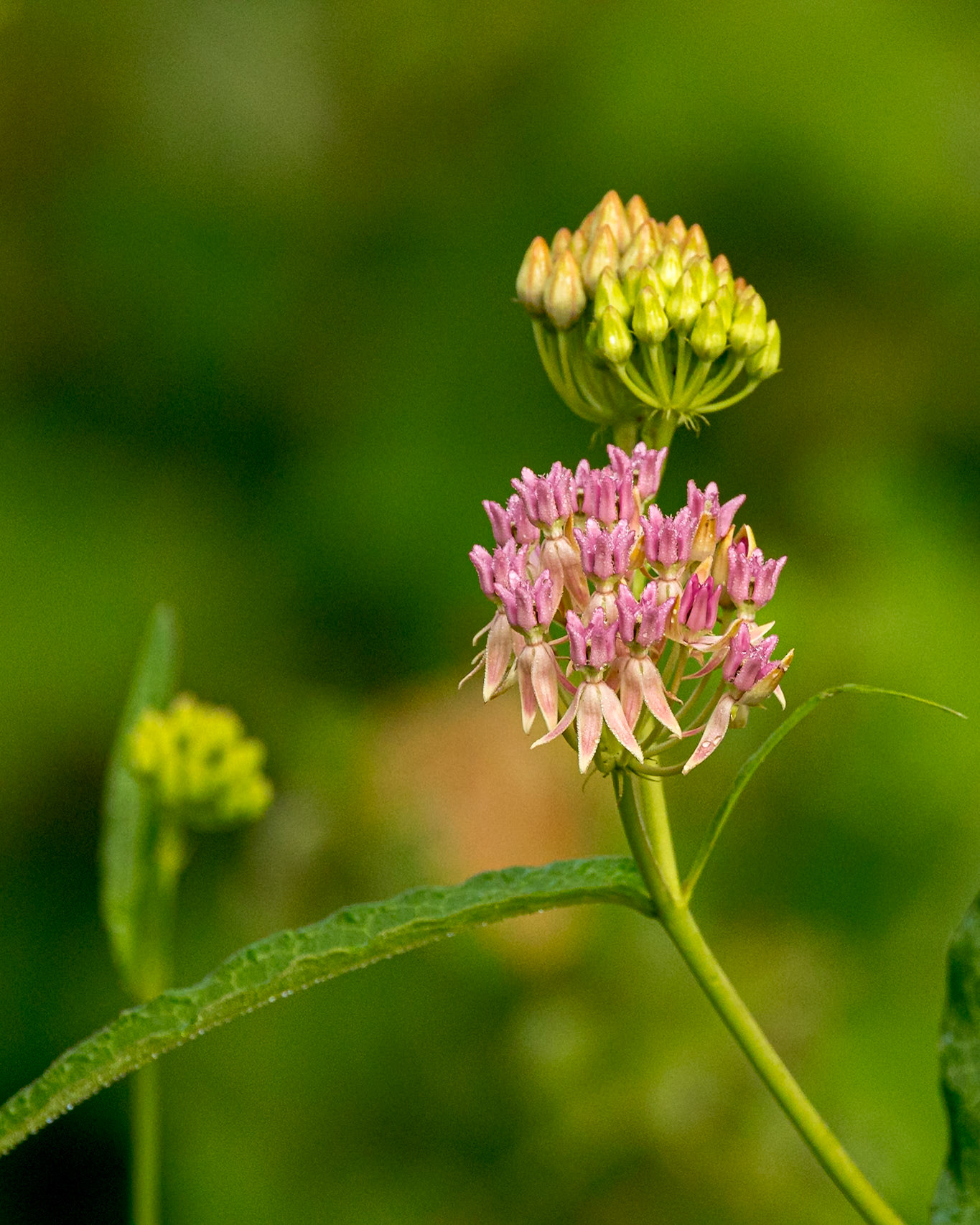 Purple savannah milkweed 1, Greater Green Swamp Area