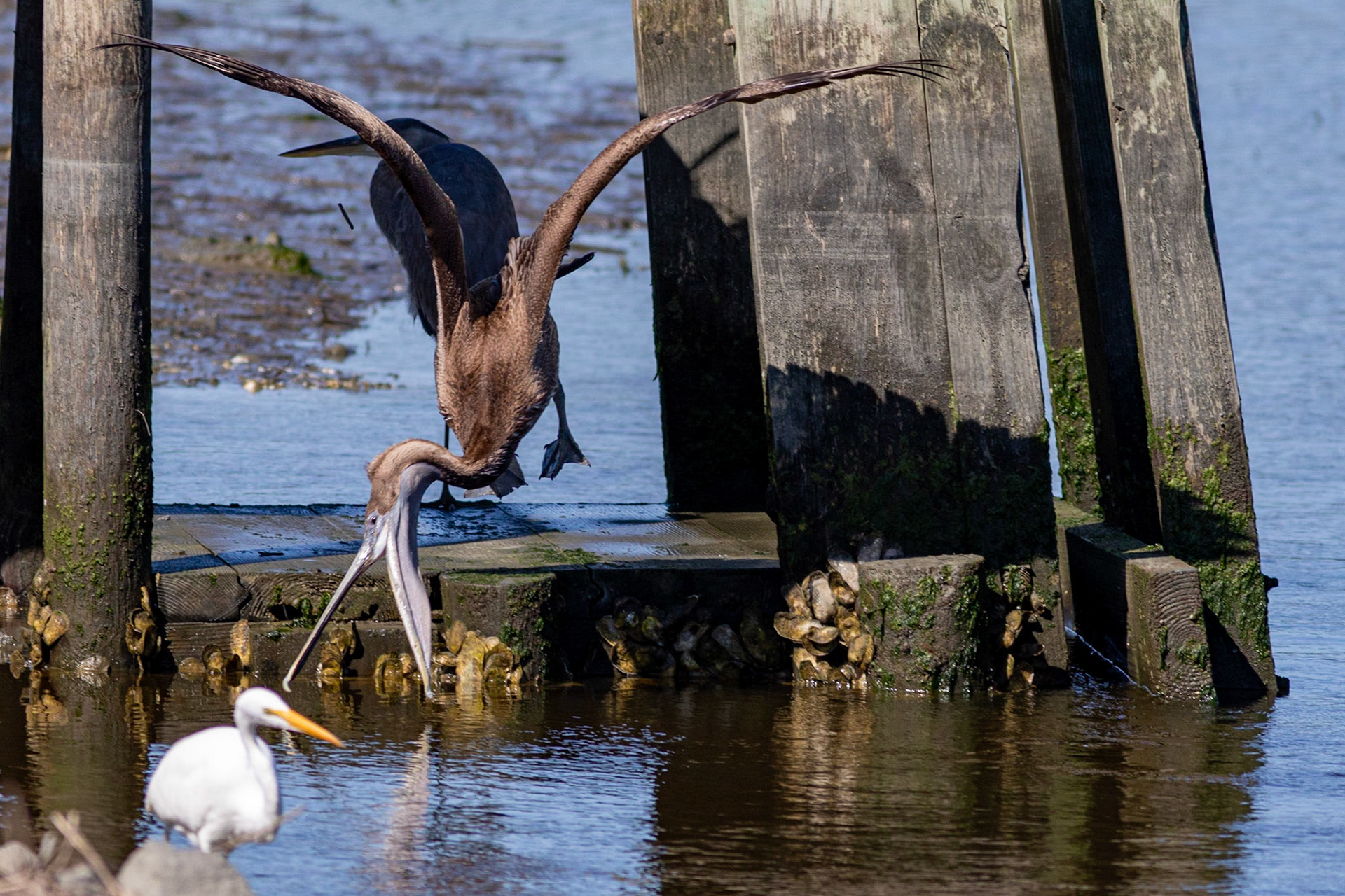 Pelicans 34, Huntington Beach State Park, SC