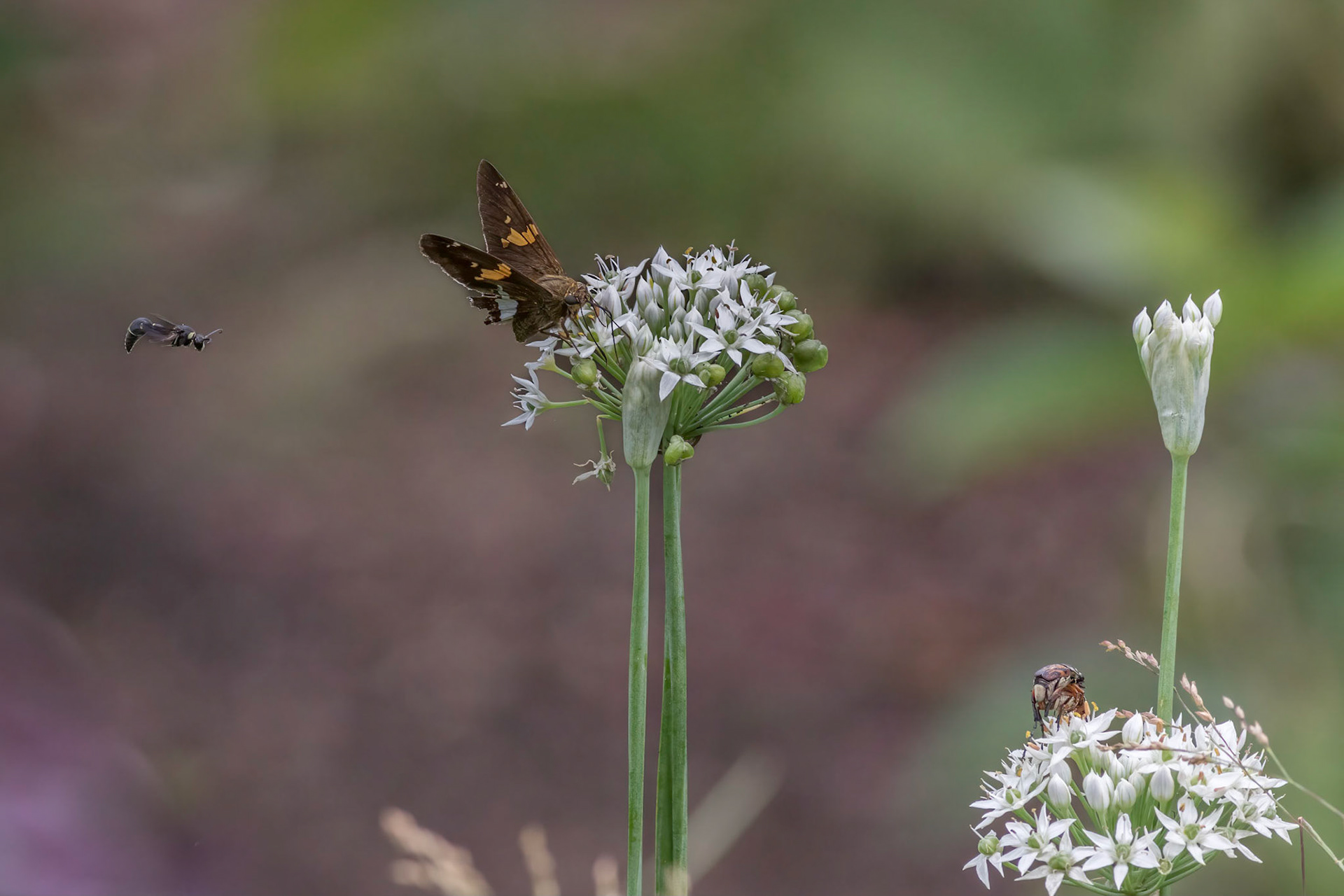 Silver spotted skipper and friends on garlic 1, Brunswick County Botanical Gardens