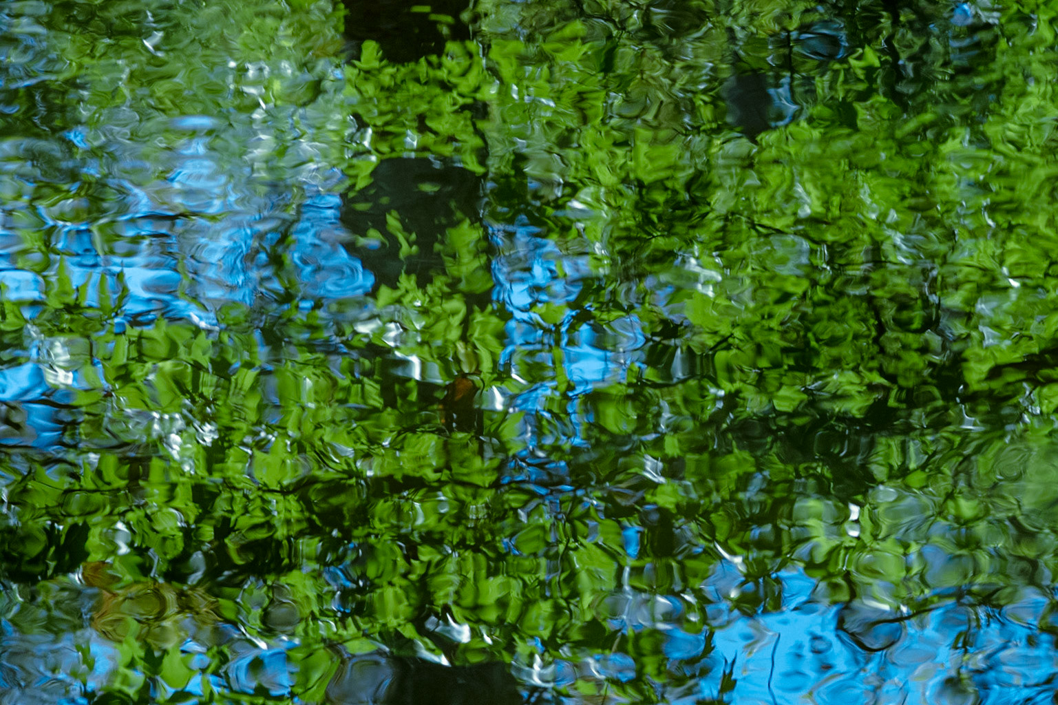 Leaves reflecting 2, EV Henwood Preserve