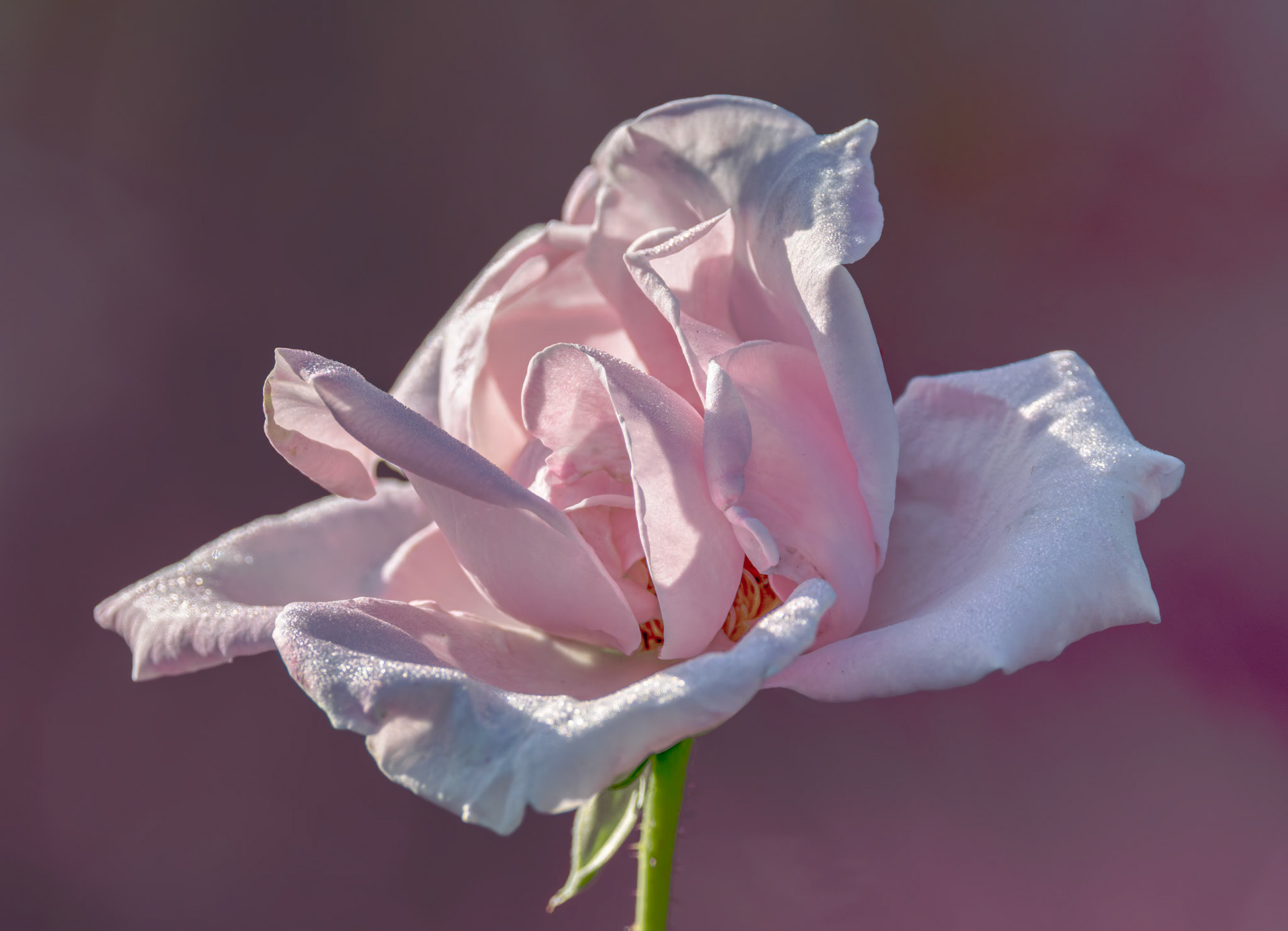 Rose 42, New Hanover County Arboretum