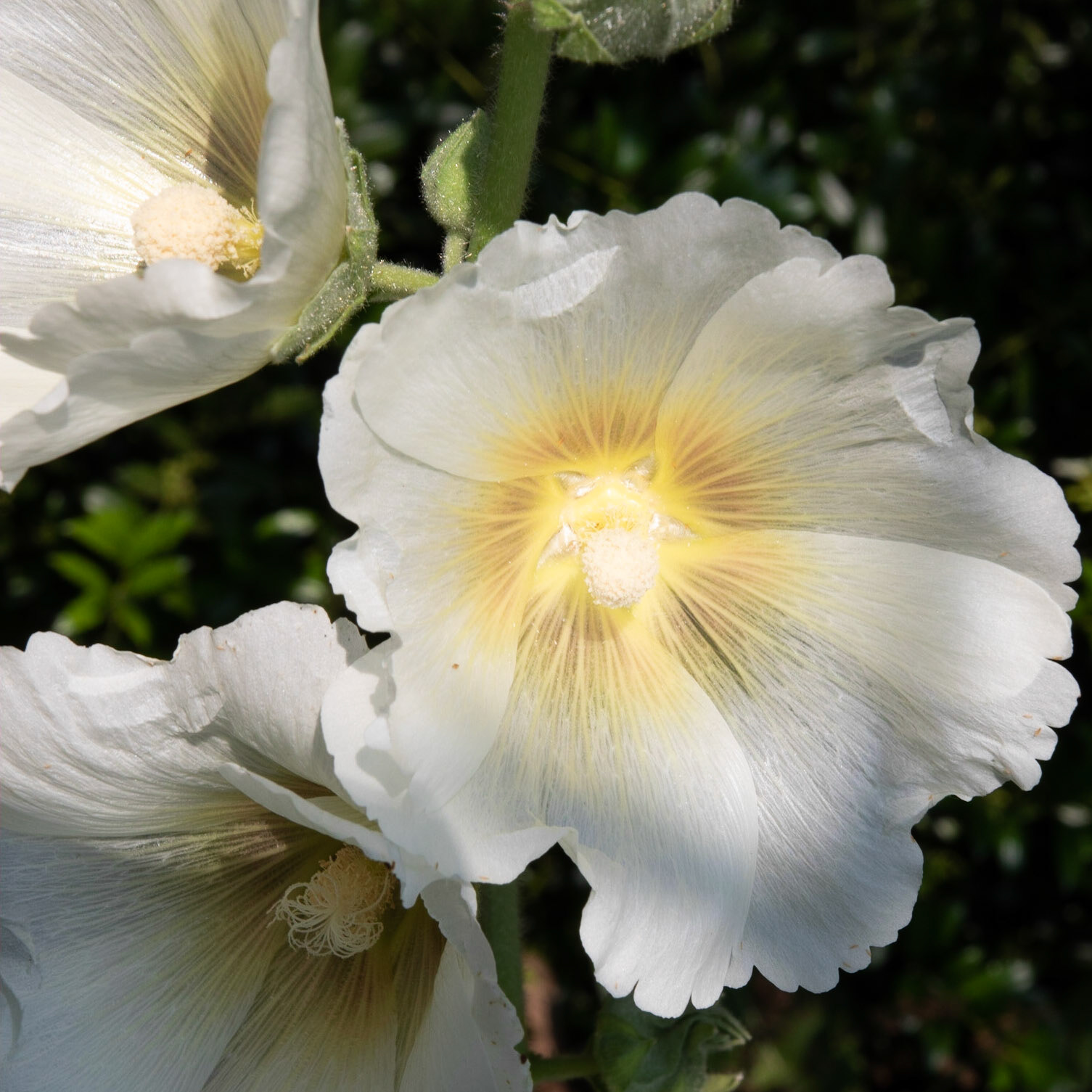 Fearrington Village, NC 7