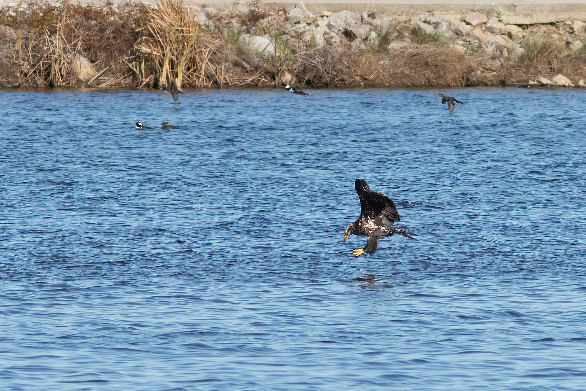 Bald eagle 7, Immature, Huntington Beach SC