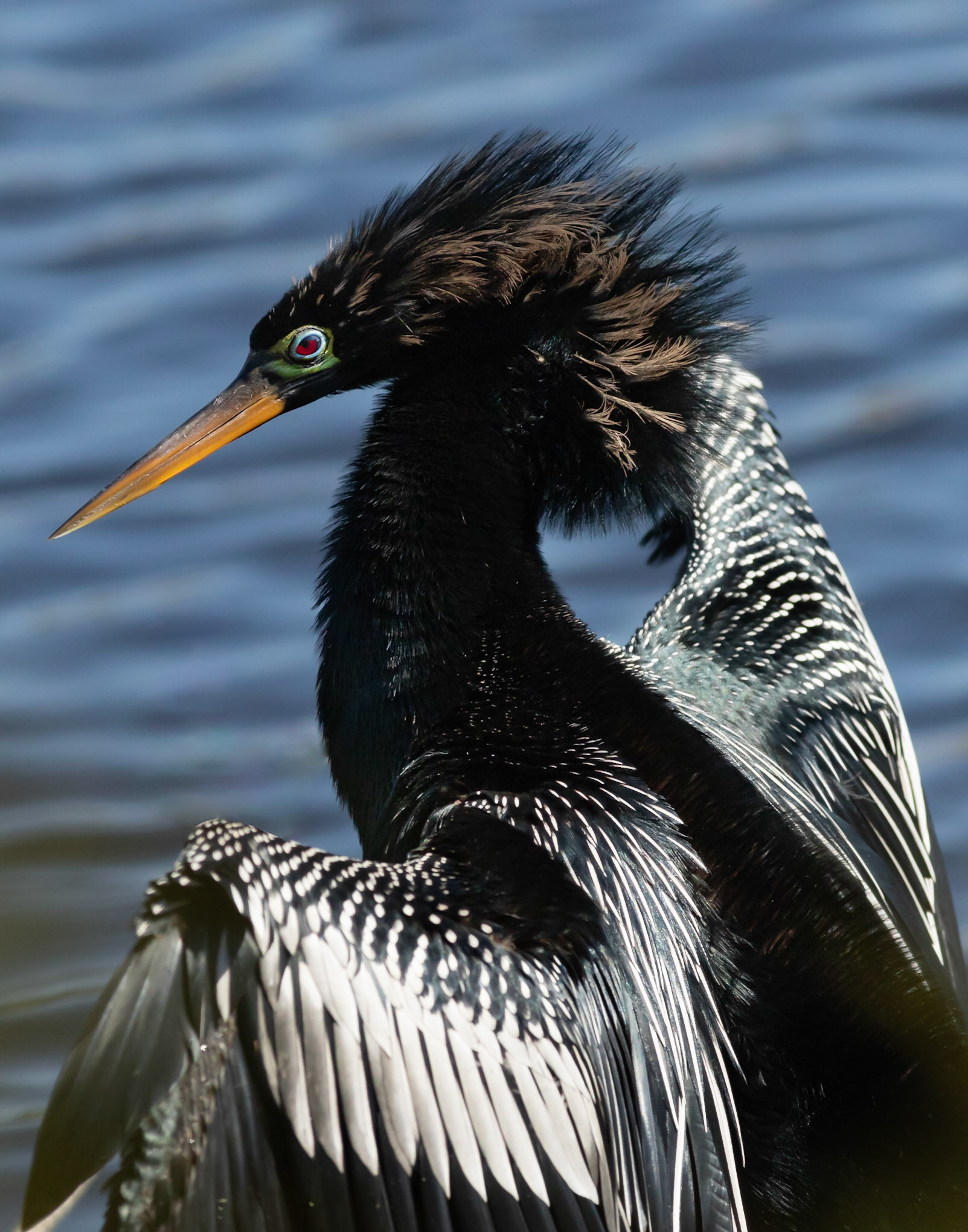 Anhinga 9, Huntington Beach SC, Mating Plumage