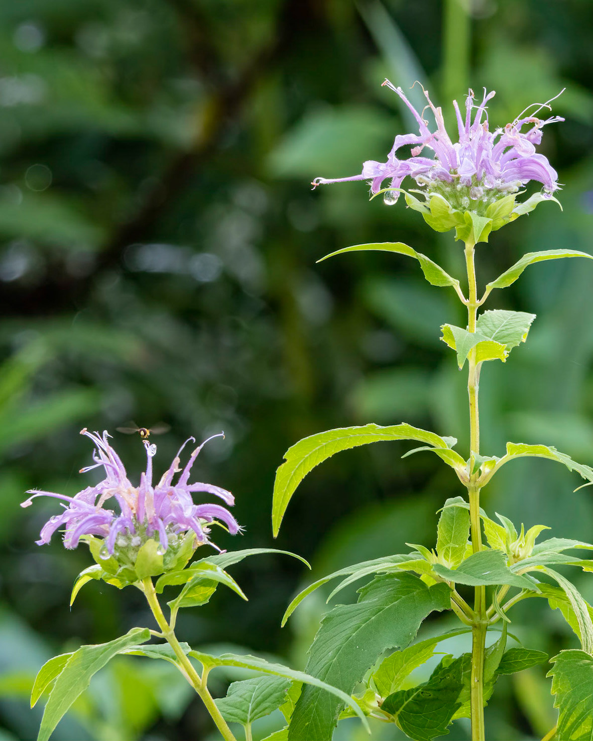 Beebalm 8, Brunswick County Botanical Gardens