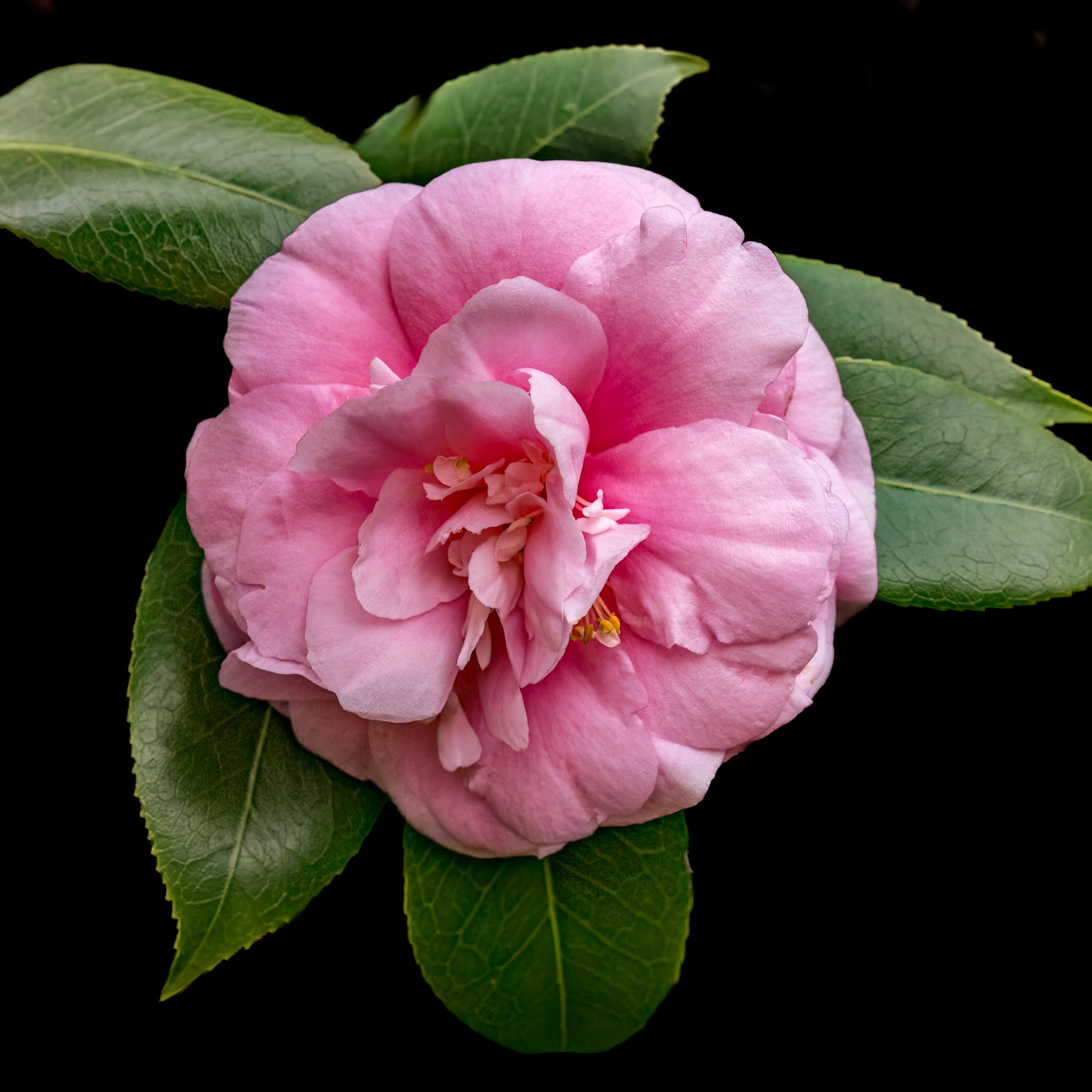 Camellia 2, Brunswick County Botanical Gardens