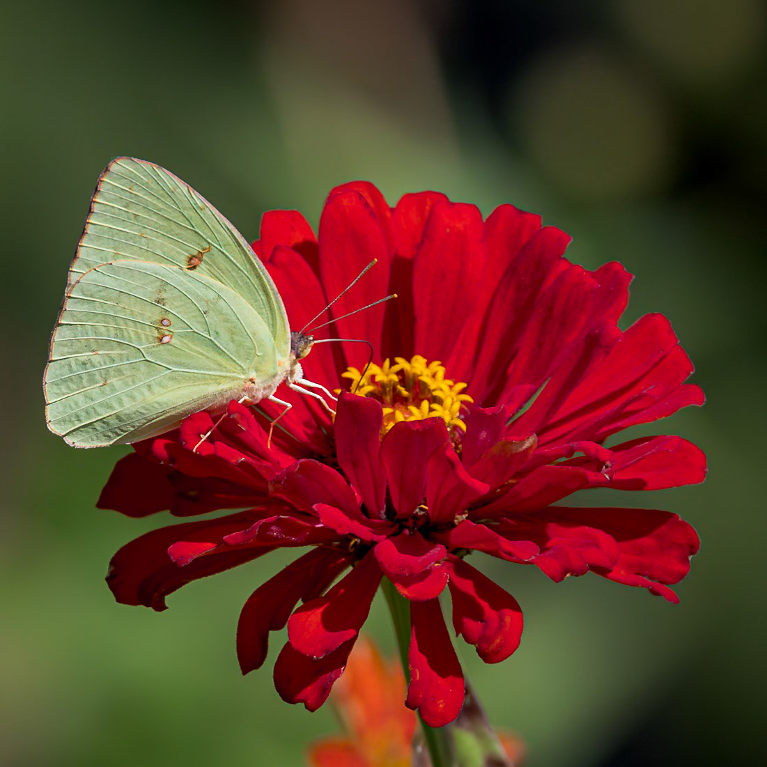 Cloudless sulfur 10, Private home in Calabash, NC
