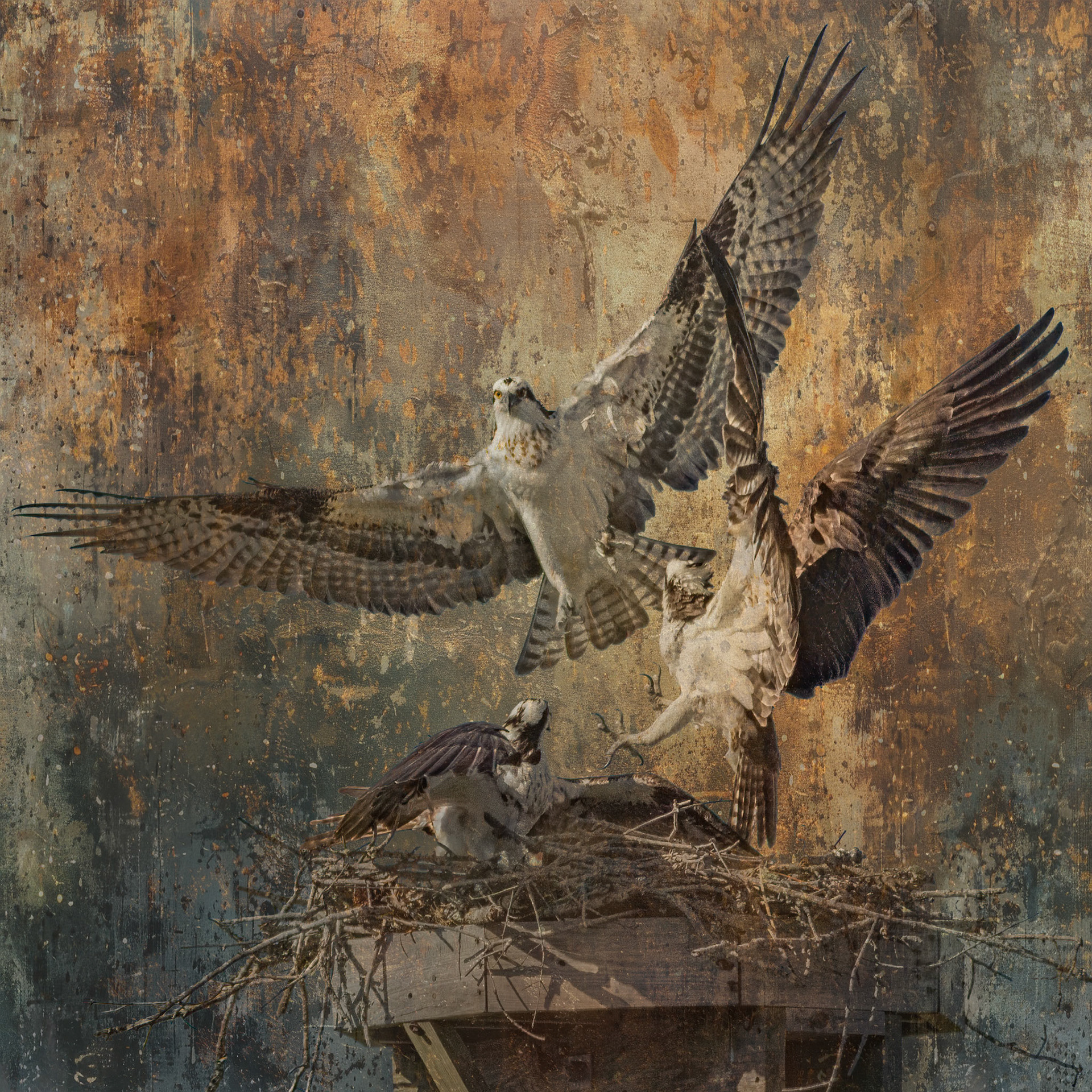 Osprey Fight 3, platforms, Sea Trail
