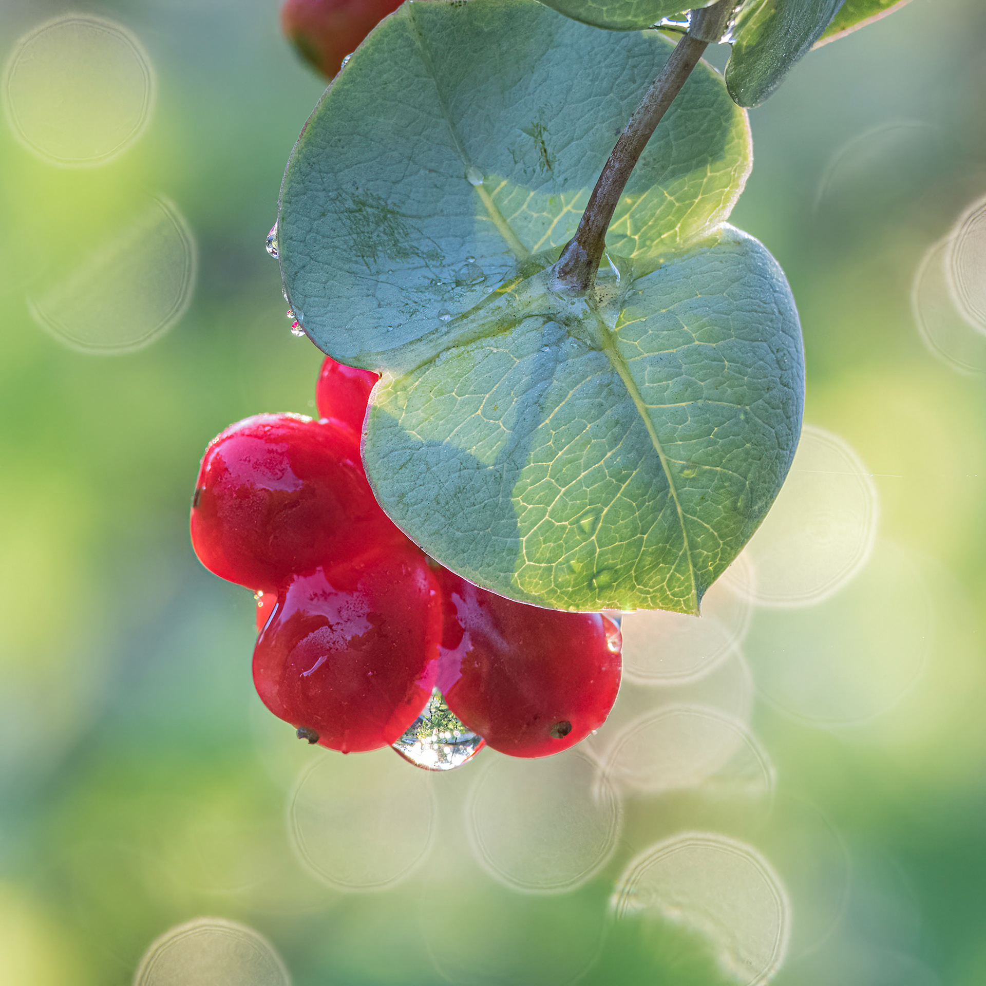 Coral Honeysuckle 3, Brunswick County Botanical Gardens