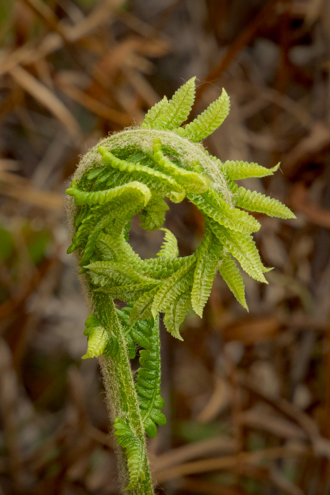 Cinnamon fern 4, Green Swamp Preserve