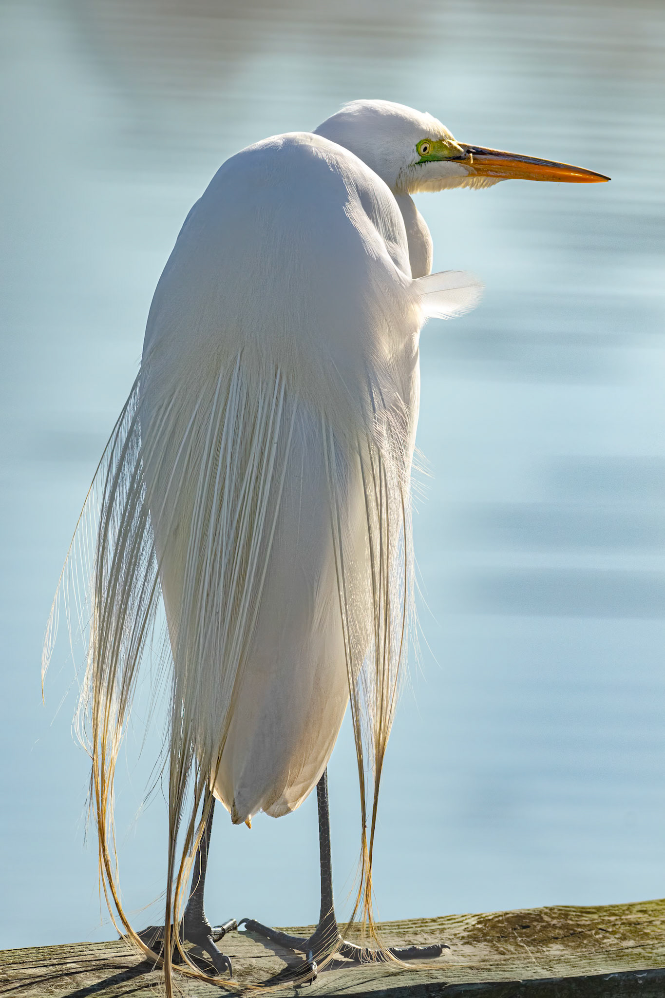 Great Egret 33, Huntinton Beach SC