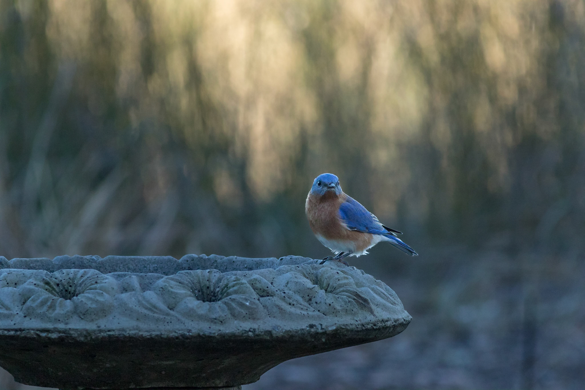 Male, Eastern Bluebird 22, Huntington Beach State Park, WSC