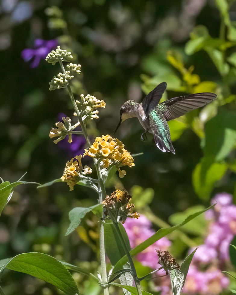 Hummingbird 10, Brunswick County Botanical Gardens