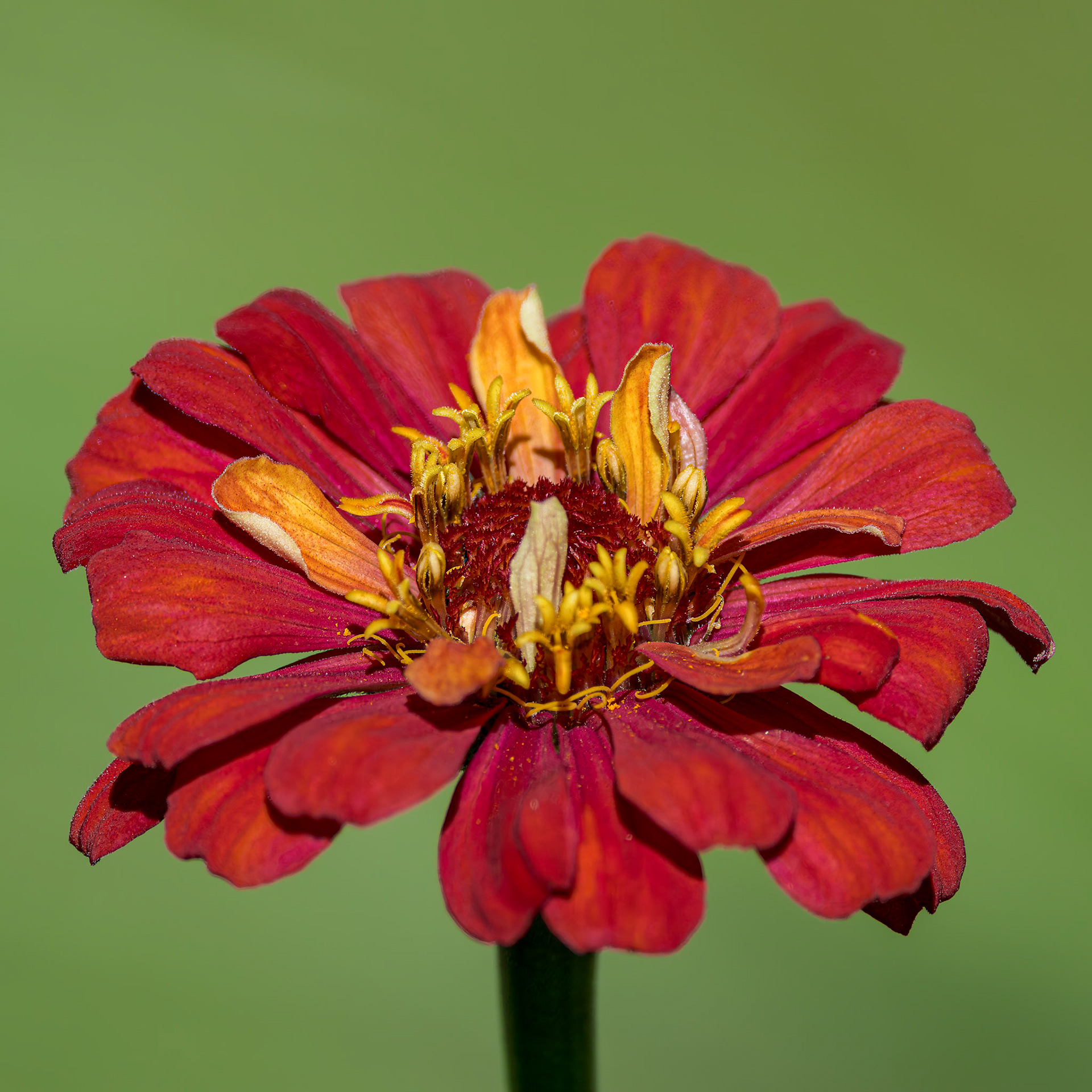Zinnia 7, Brunswick County Botanical Gardens