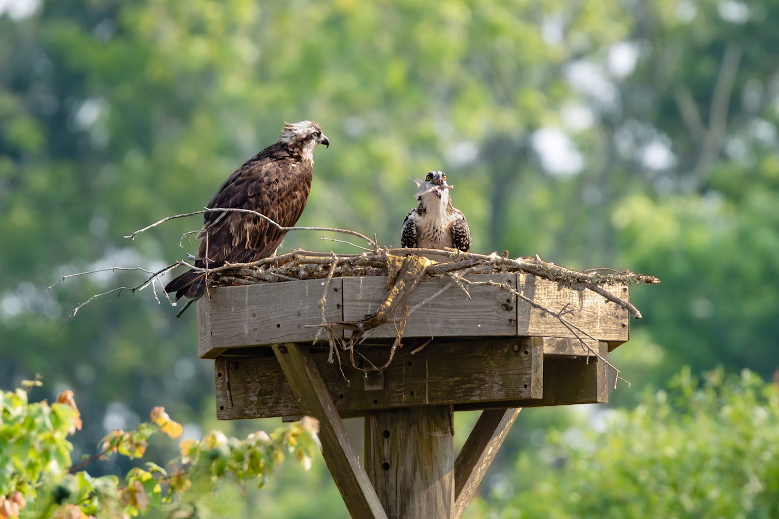 Osprey 100, Sea Trail