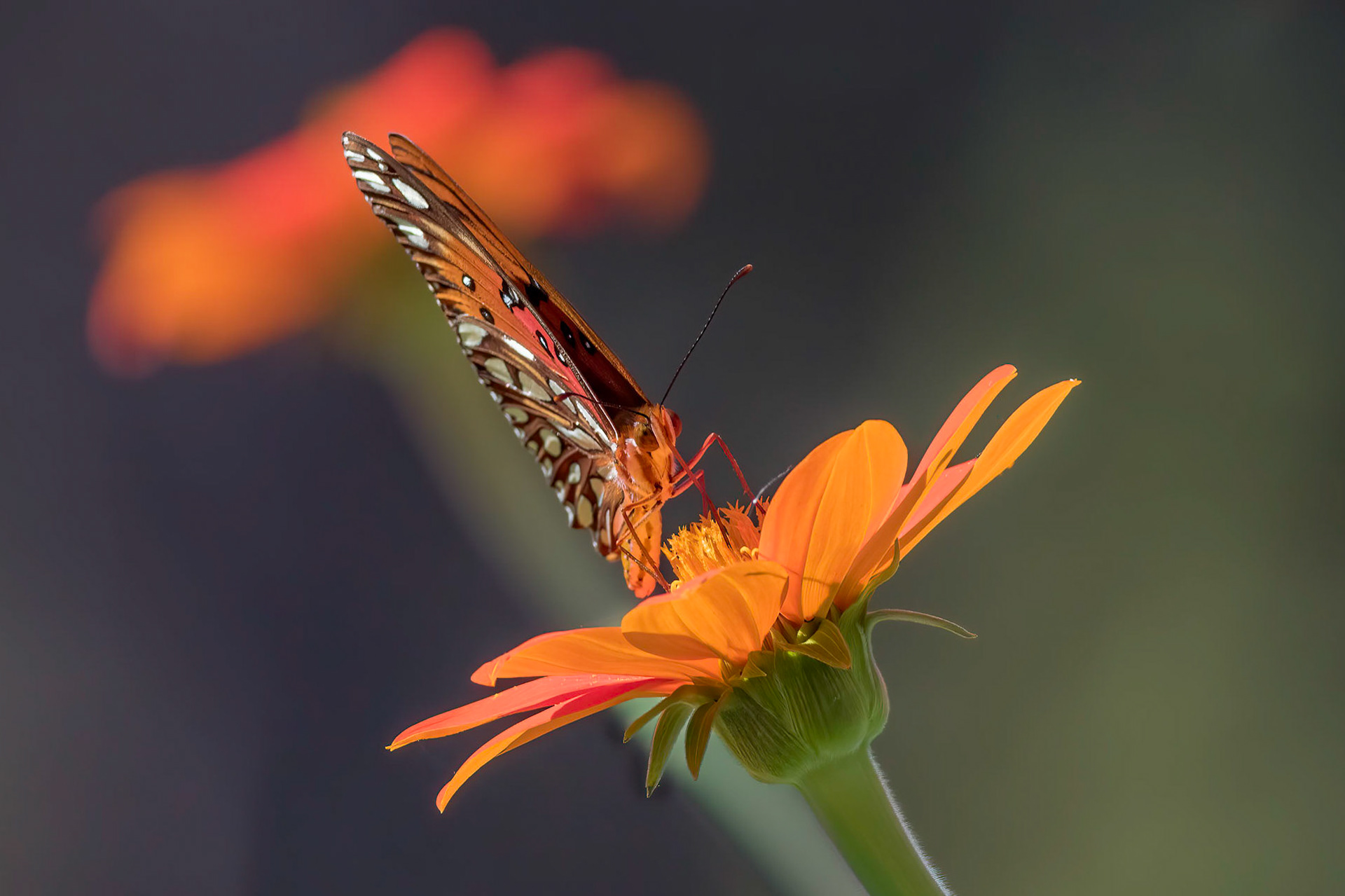 Gulf fritillary 5, New Hanover County Arboretum