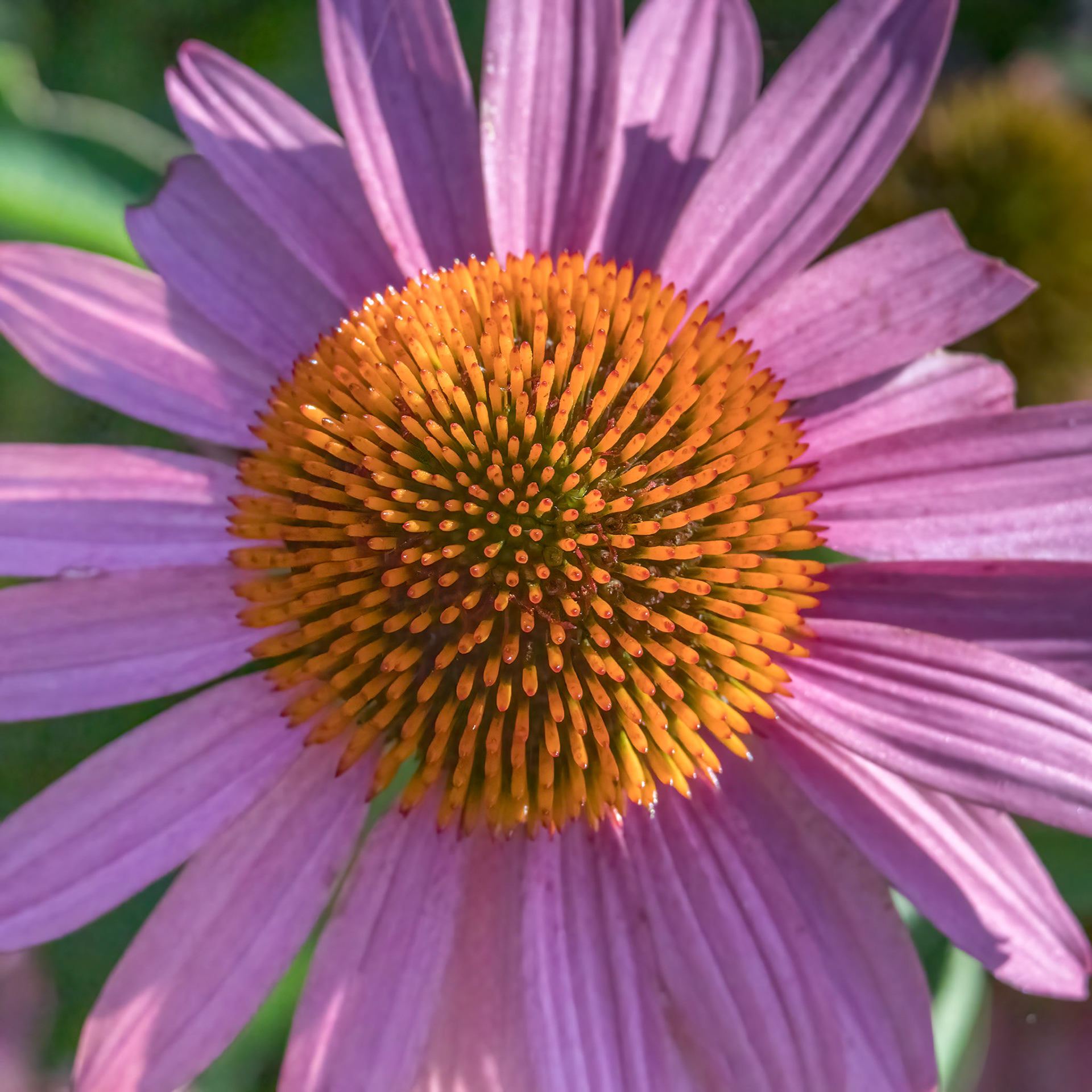 Coneflower 6, Brunswick County Botanical garden