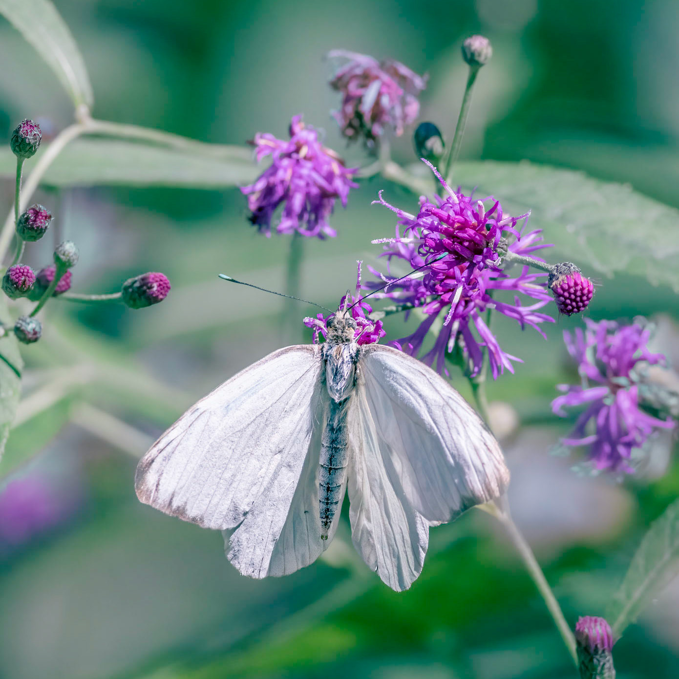 Great white southern butterfly 3, Airlie Gardens