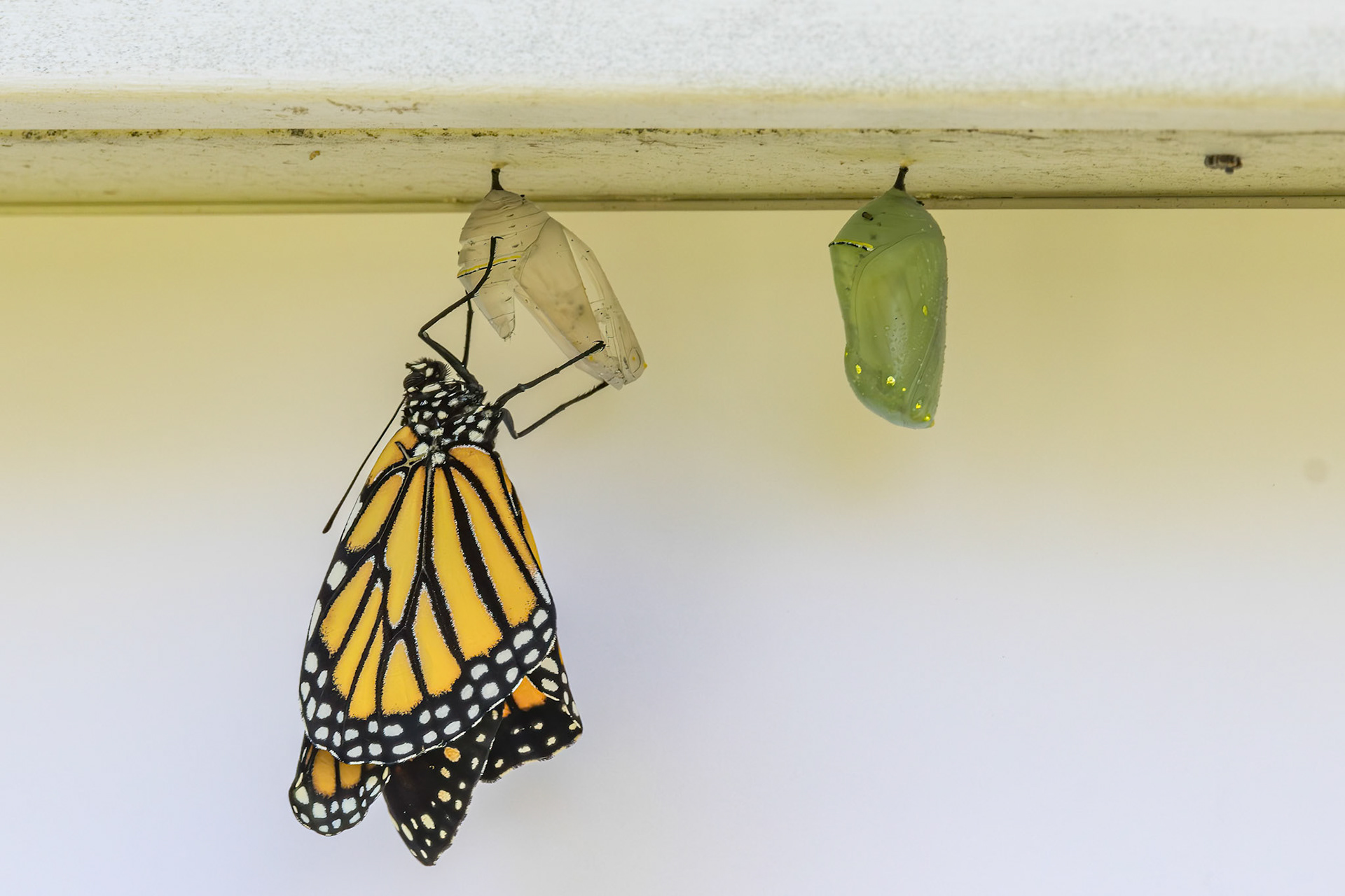 Monarch hatching 17, Private home in Calabash, NC