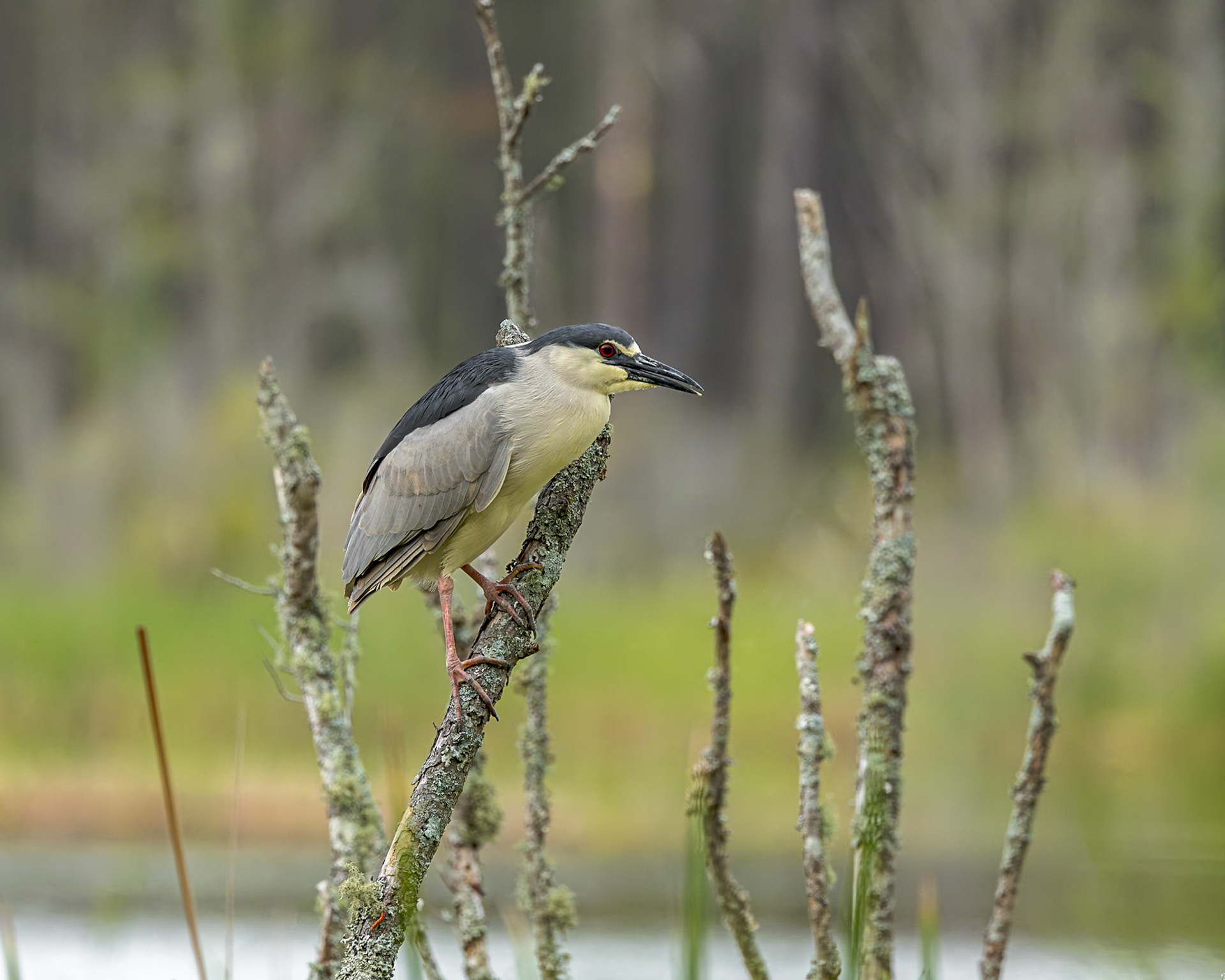 Black crowned night heron 10, Huntington Beach State Park, SC
