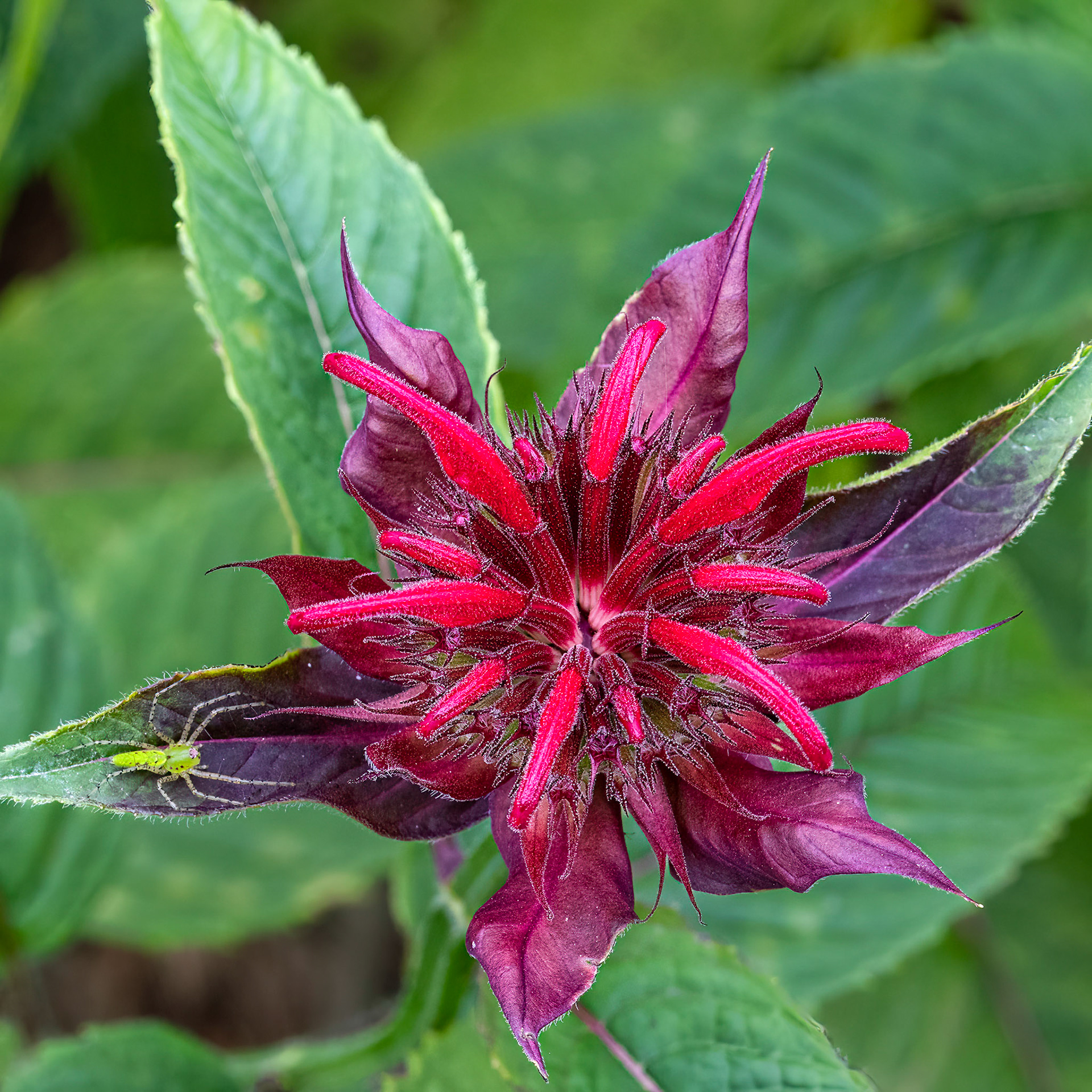 Beebalm 1, Brunswick County Botanical Gardens