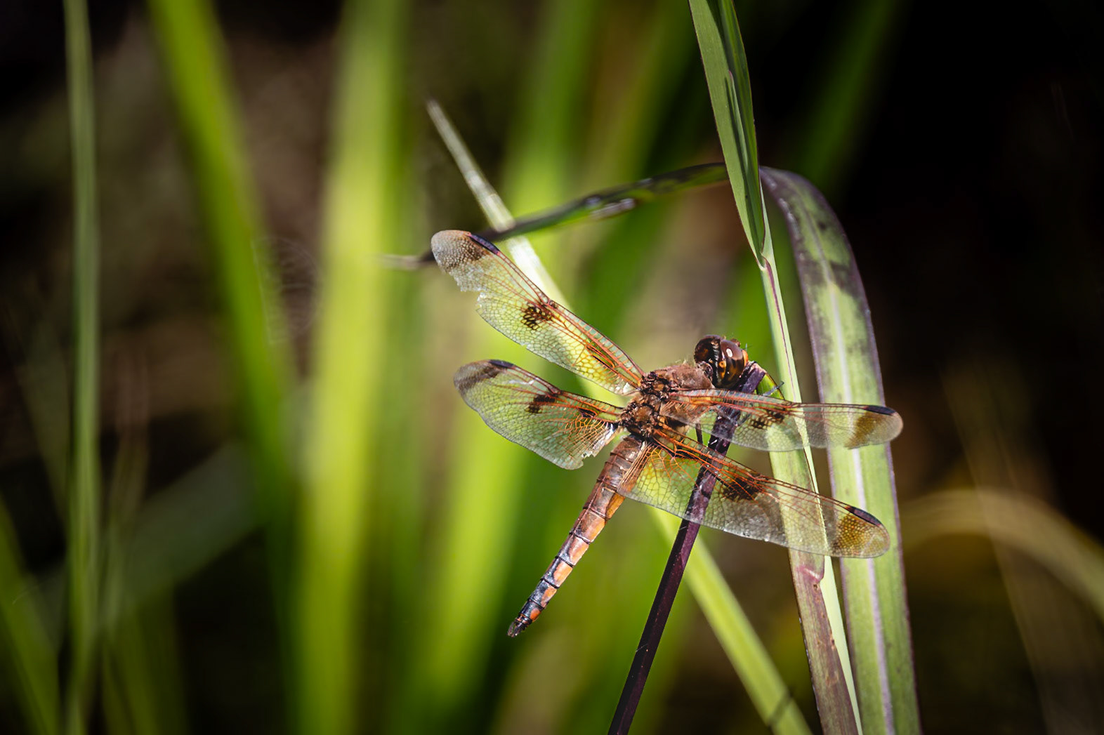 Painter skimmer 3, Greater Green Swamp area