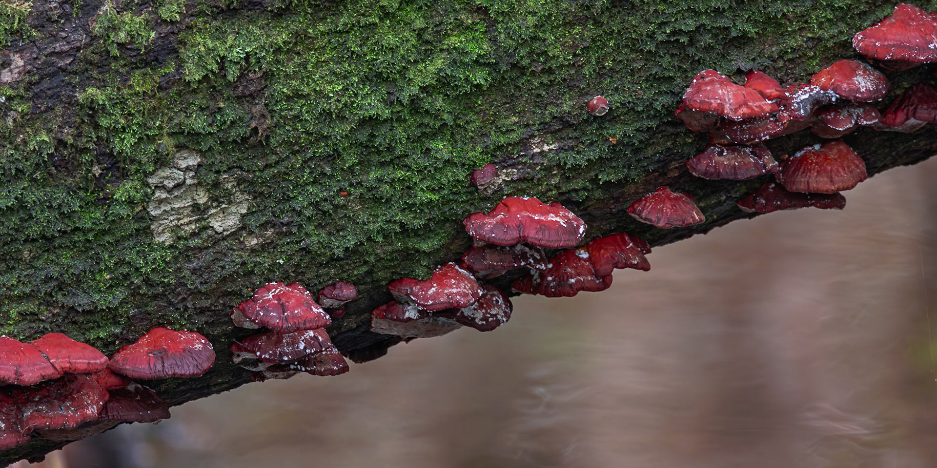 Mushrooms 1, Beidler Audubon Forest