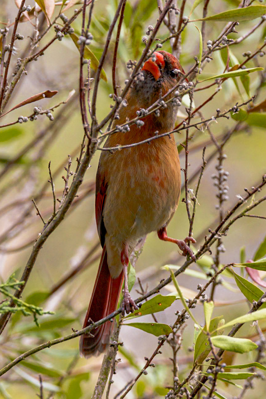 Female cardinal 10, Huntington Beach State Park, SC