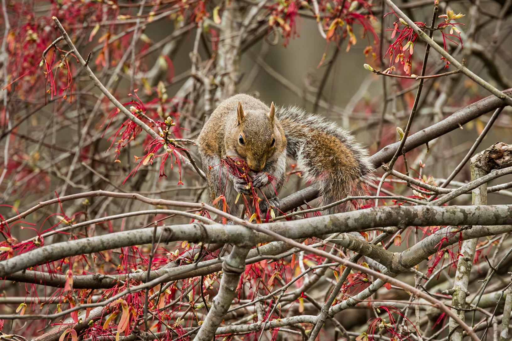 Squirrel 6, Cypress Wetlands, Port Royal, SC