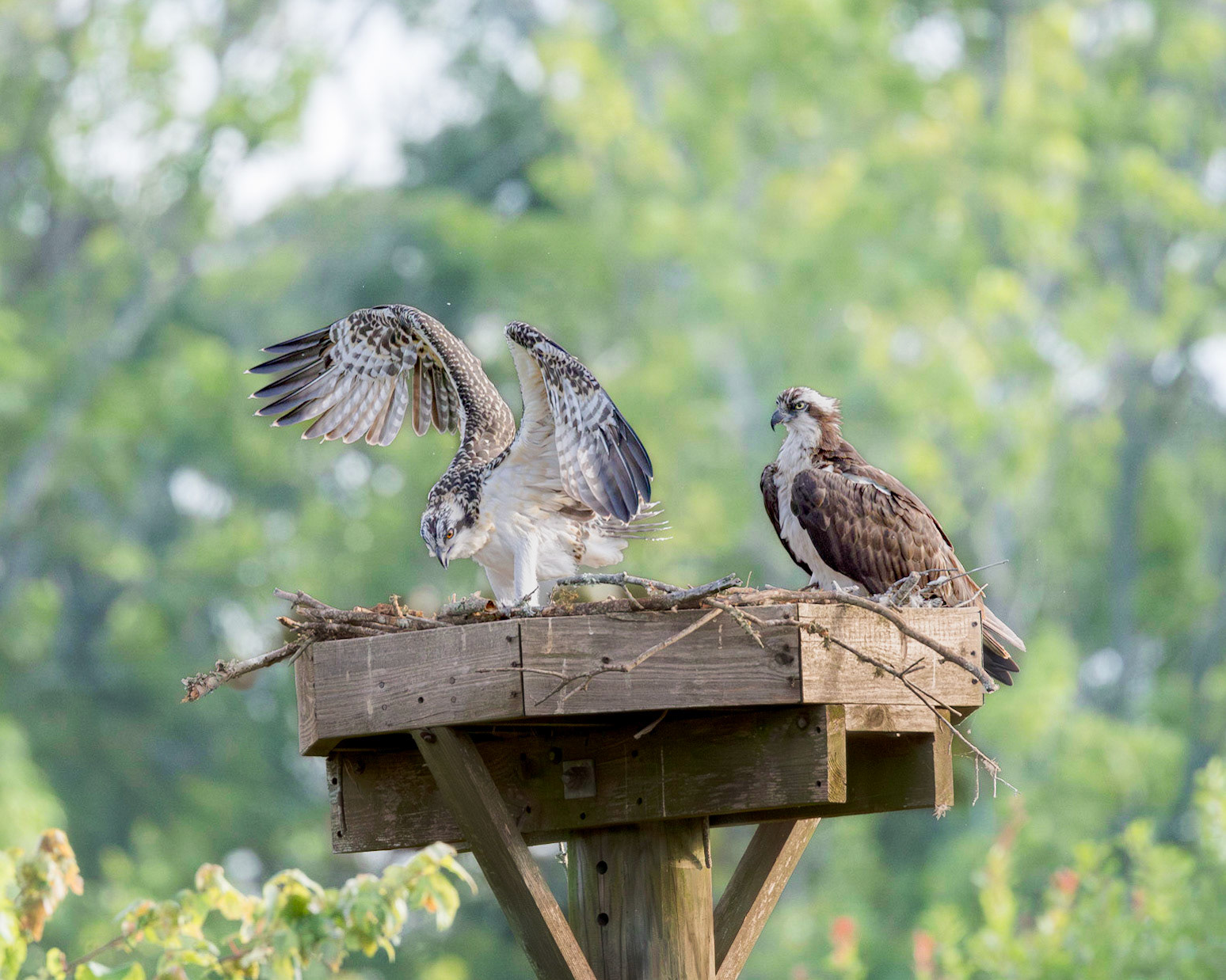 Osprey 107, Sea Trail