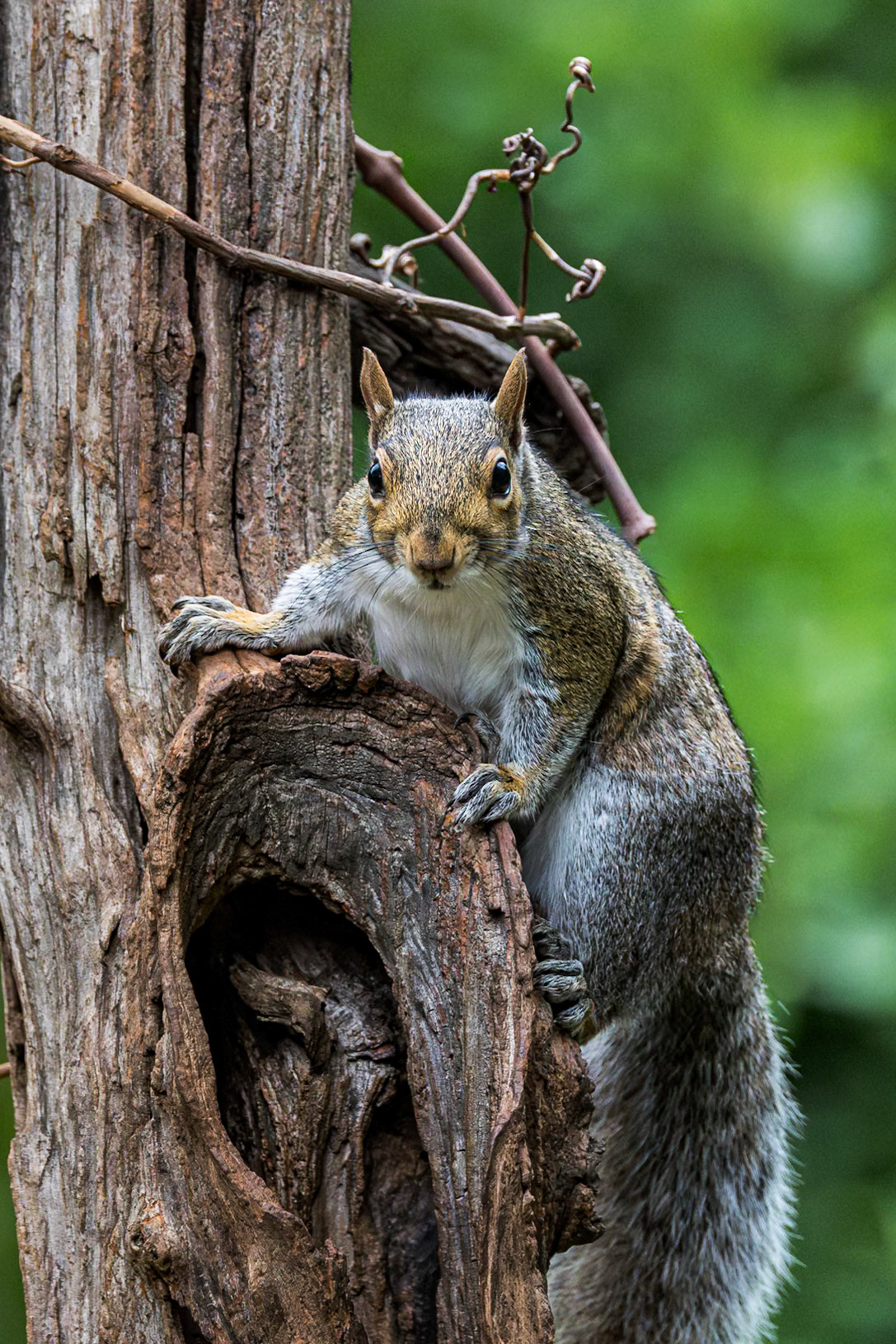 Squirrel 9, The Nut House, Clemson, SC