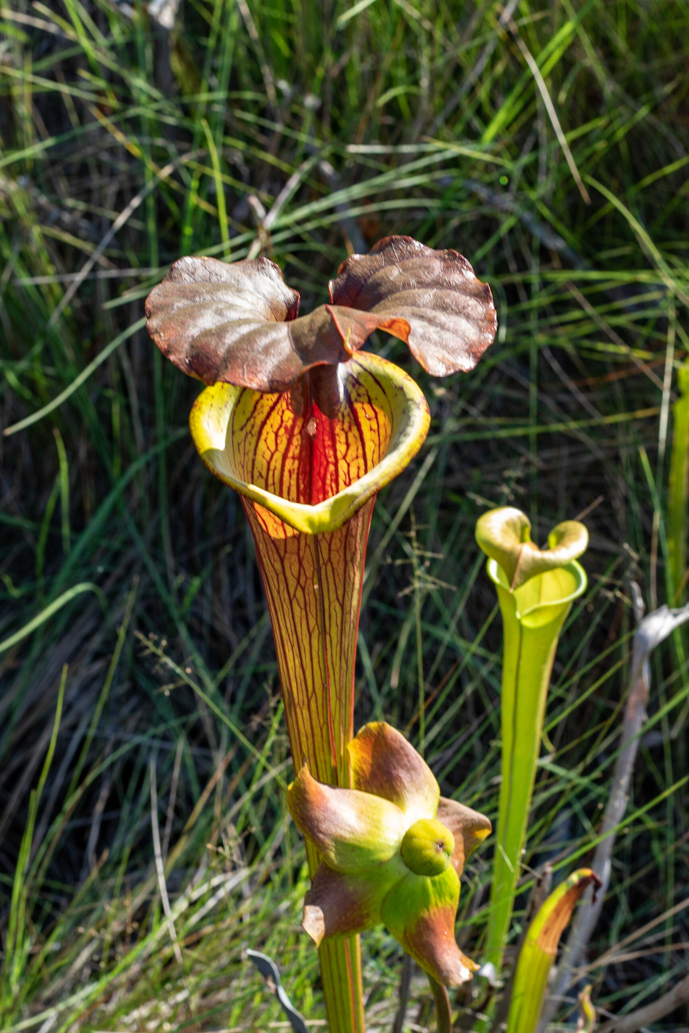 Copper Top Pitcher plant, Green Swamp
