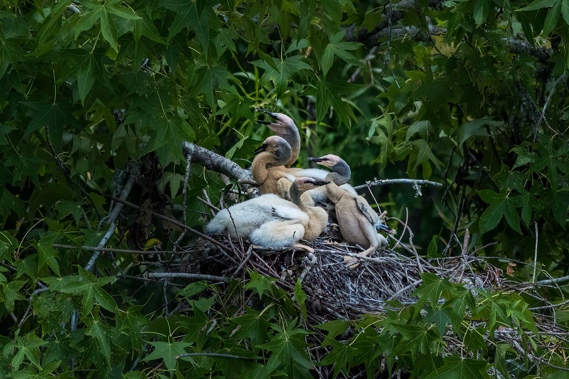 Anhinga nest 6, Sea Trail, Week of July 11, Nest 1