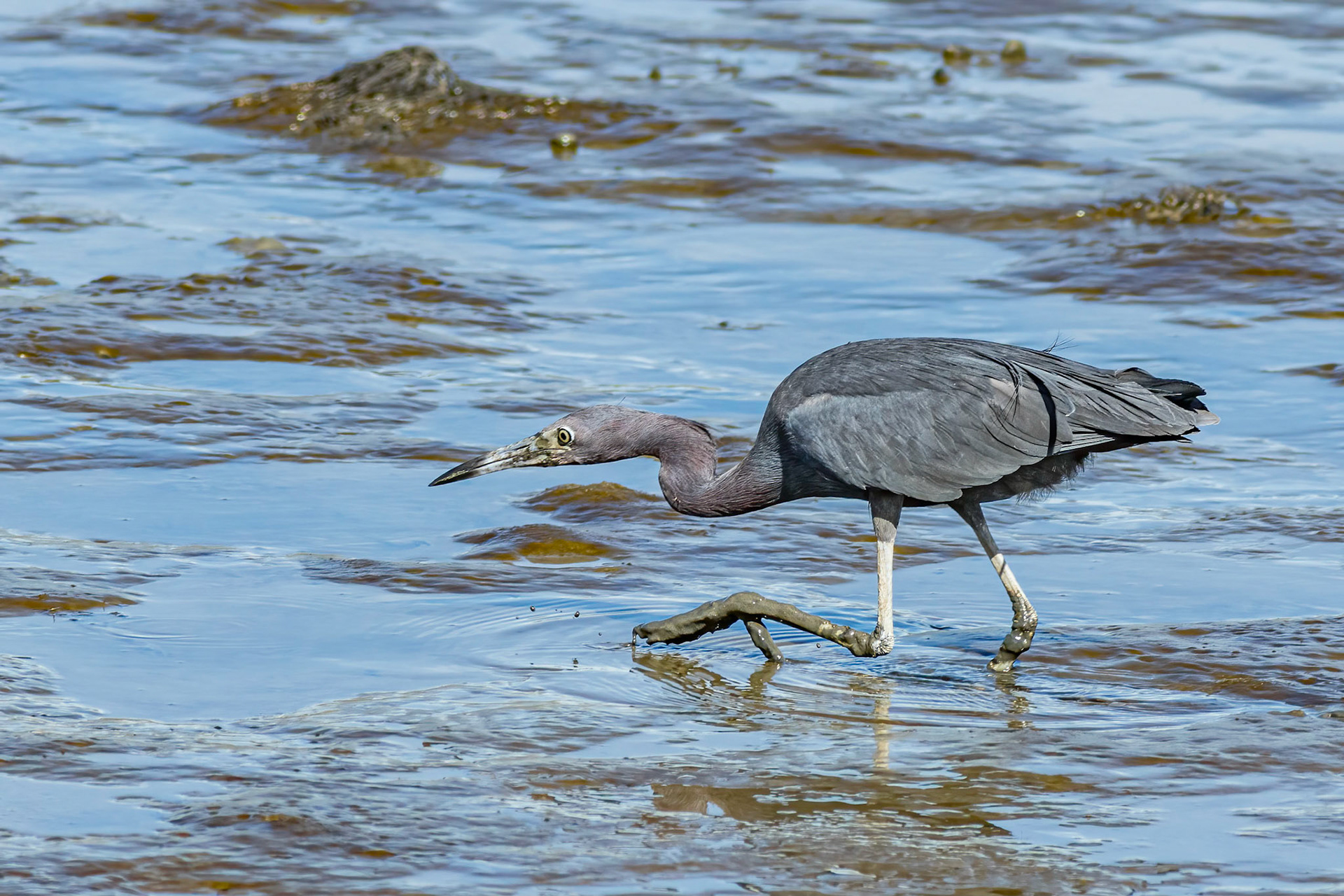 Little blue heron 9, Ferry Landing area